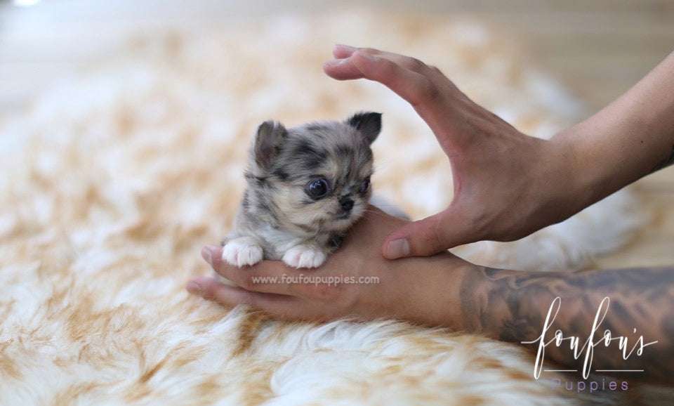 15 Smallest Dog Breeds, Ranked by Full-Grown Size