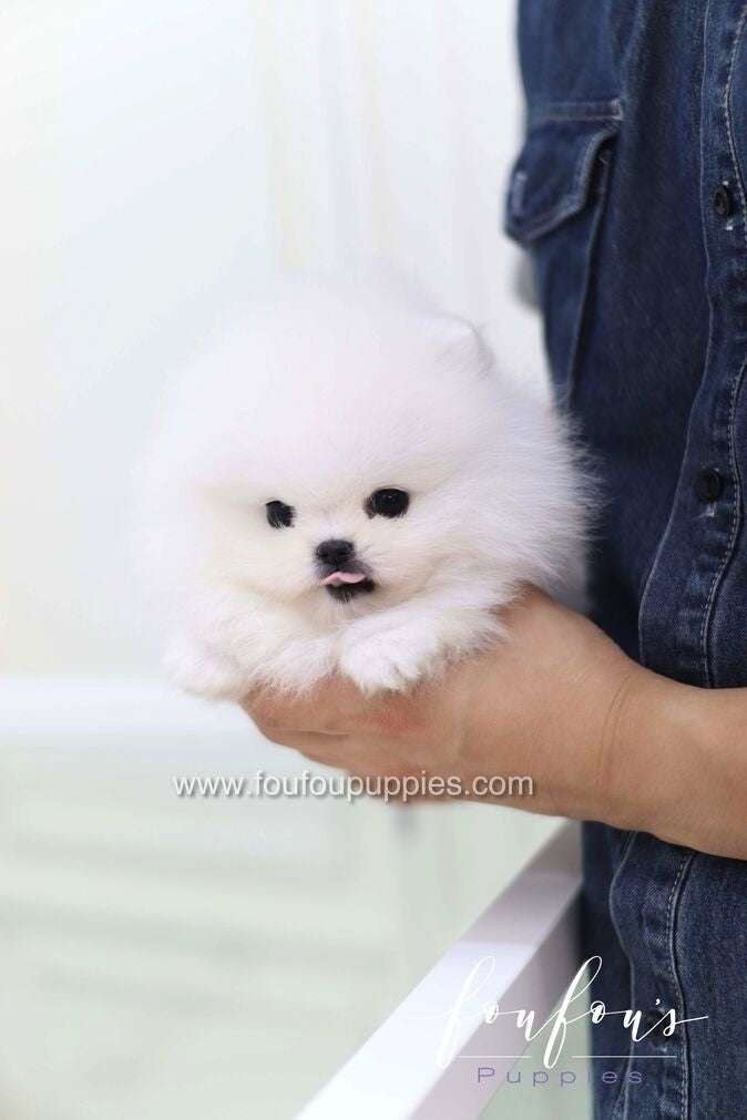 Fluffy Small Dog Breeds: 21 Dogs That Stay Small and Stay Soft