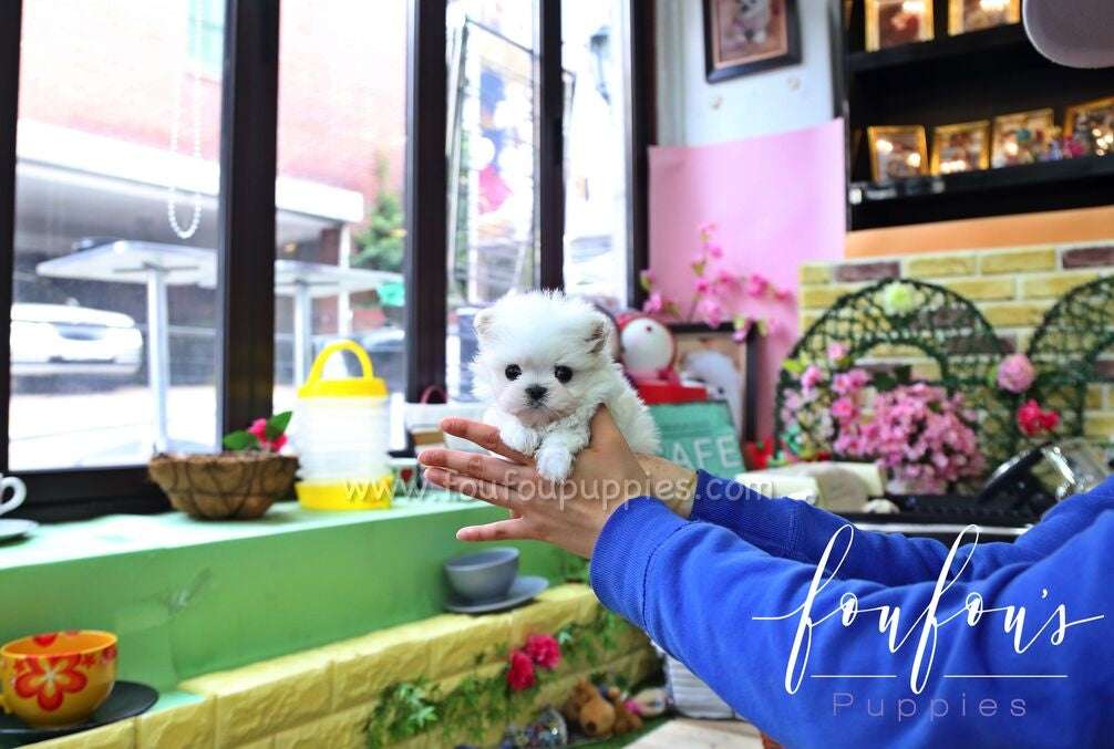 How to Find a Reputable Small Dog Breeder: 15 Questions to Ask First