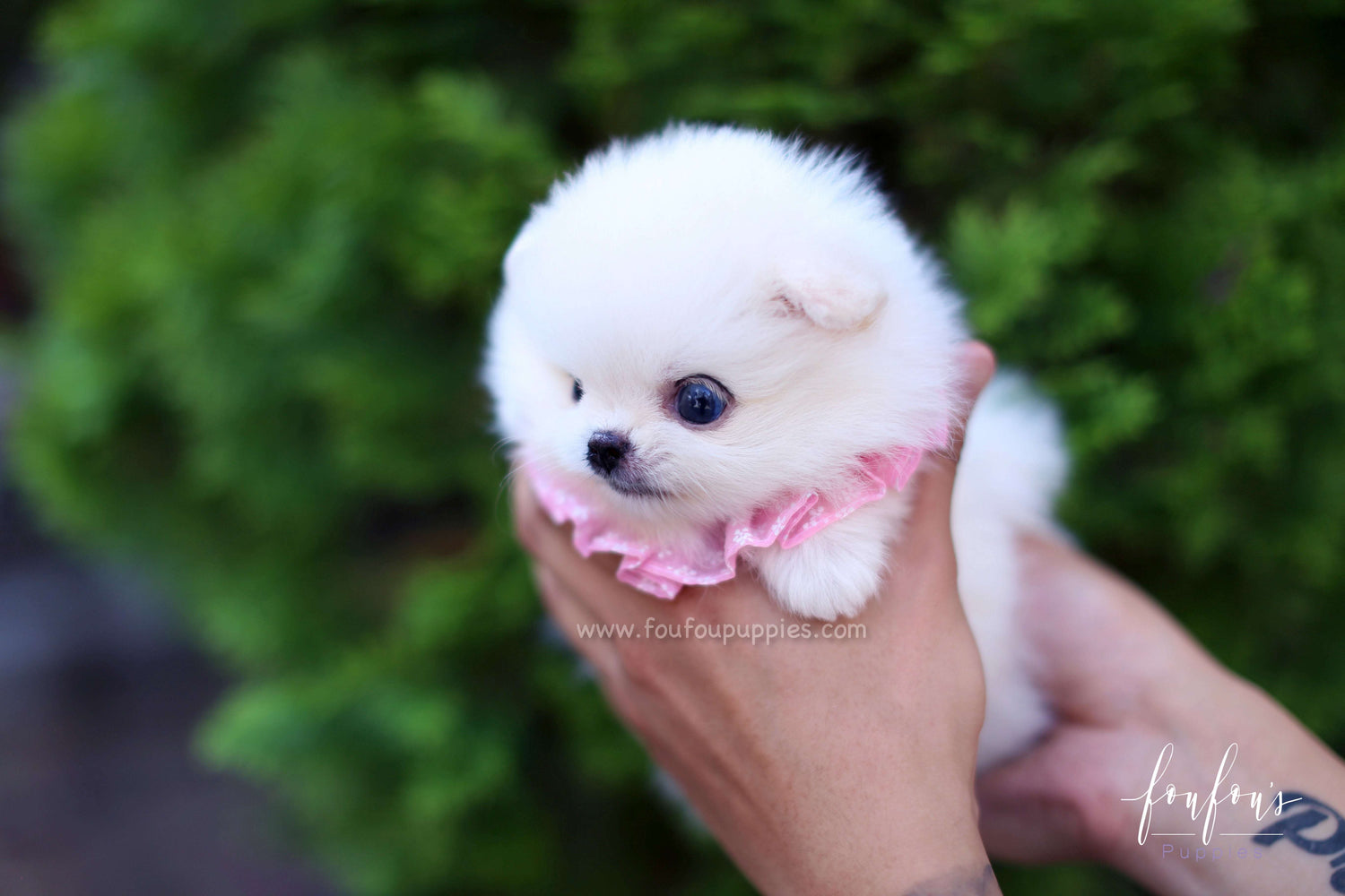 Small Designer Dog Breeds: What You Actually Get in a Crossbreed
