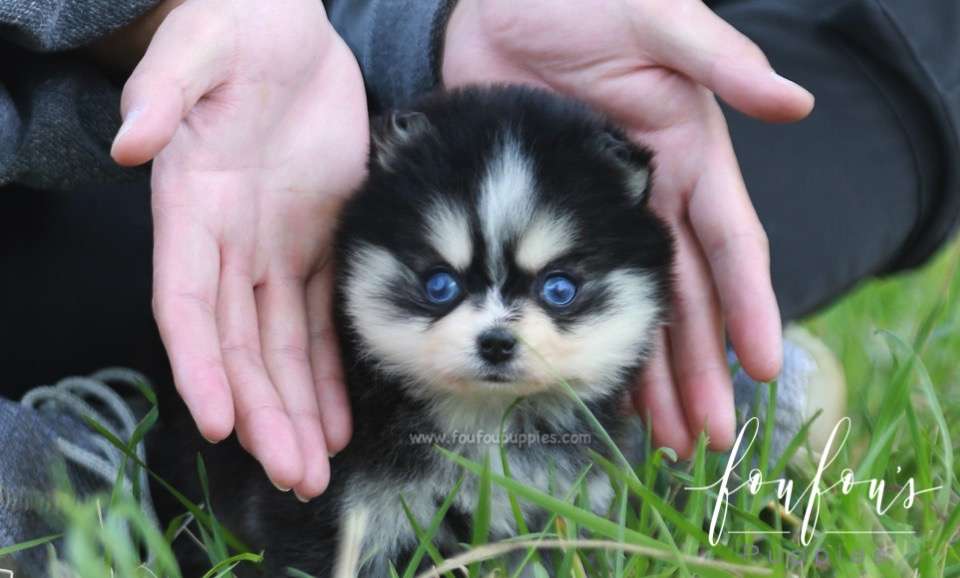 What Are the Most Popular Teacup Dog Breeds Right Now?