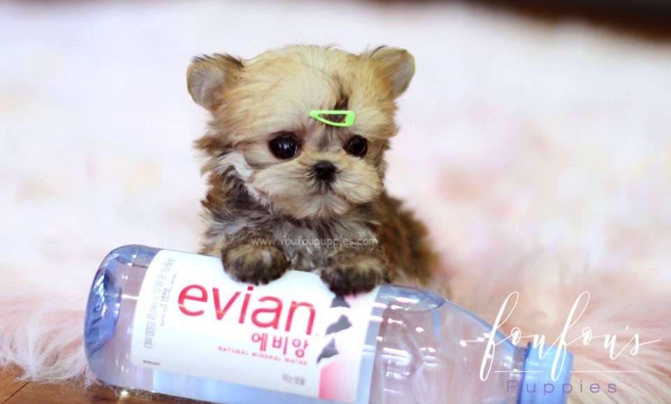 How to Buy a Puppy Online Safely: 9 Red Flags That Signal a Scam
