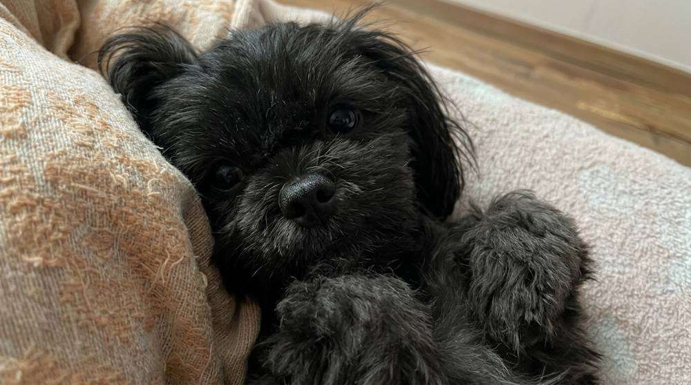 Shih Tzu Price: Breeder Costs Explained by Colour, Size, and Lineage