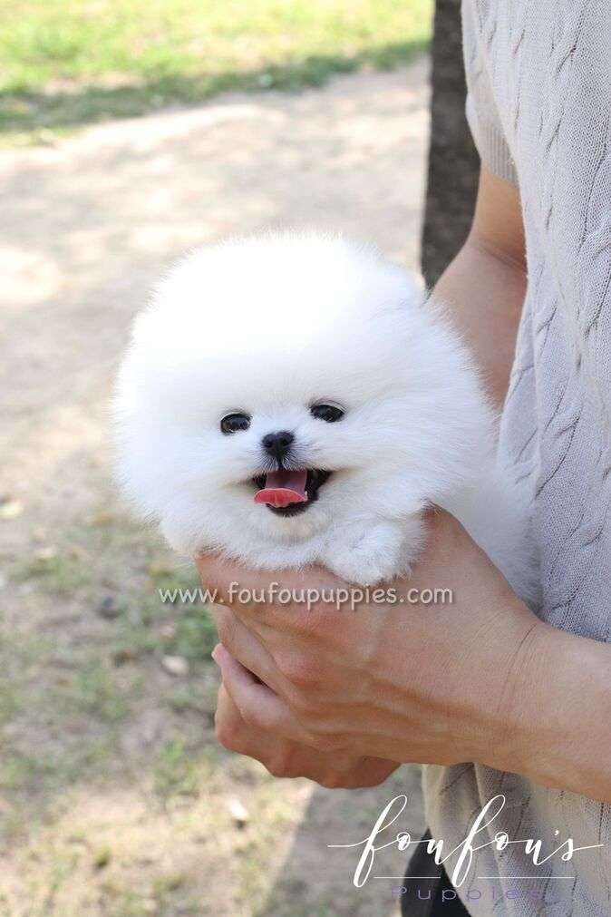 Pomeranian Temperament: What They're Like at 8 Weeks vs. 2 Years