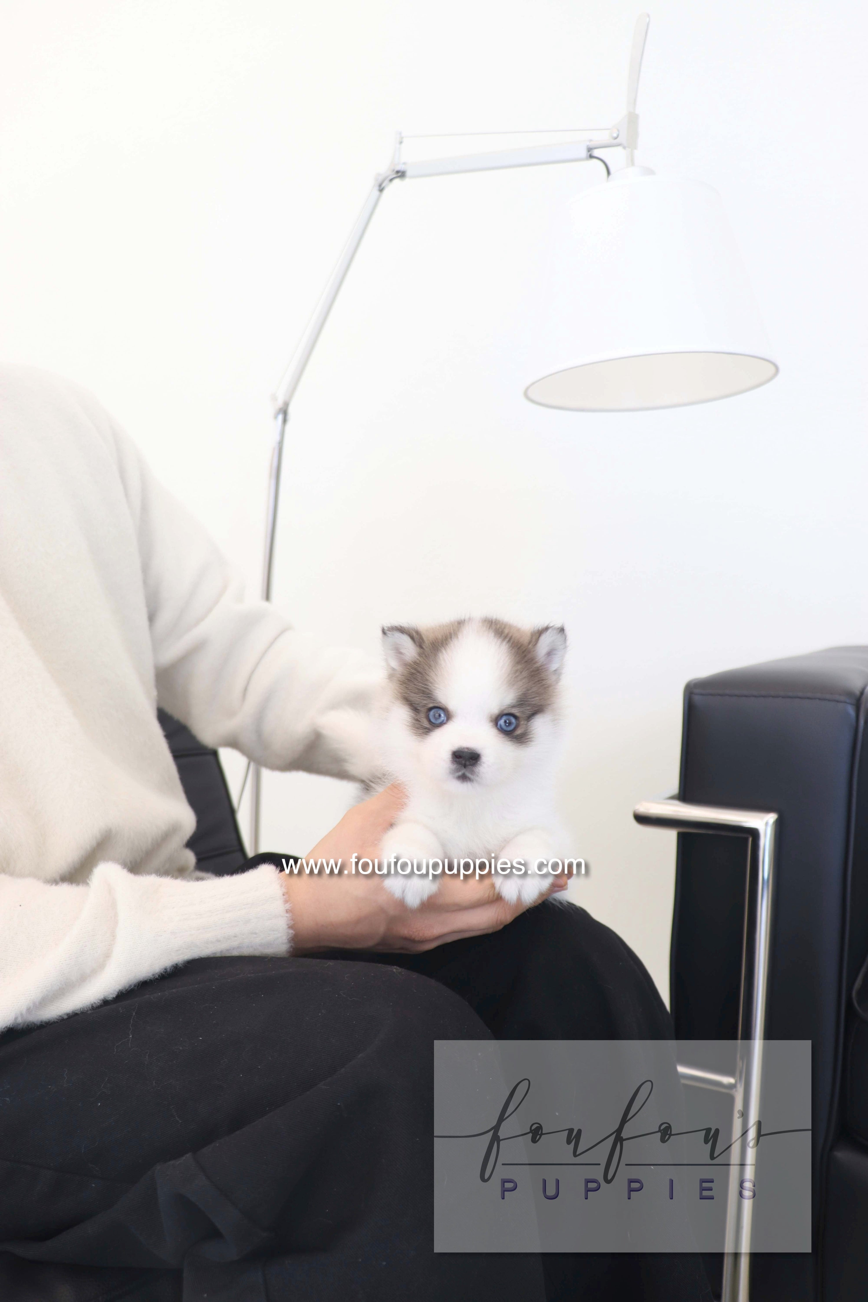 How Often Do Teacup Puppies Need Vet Visits?