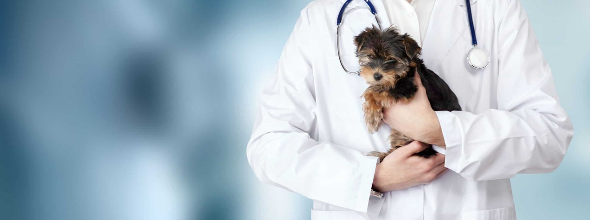 How Much Does a Yorkie Cost? Purchase Price vs. First-Year Total