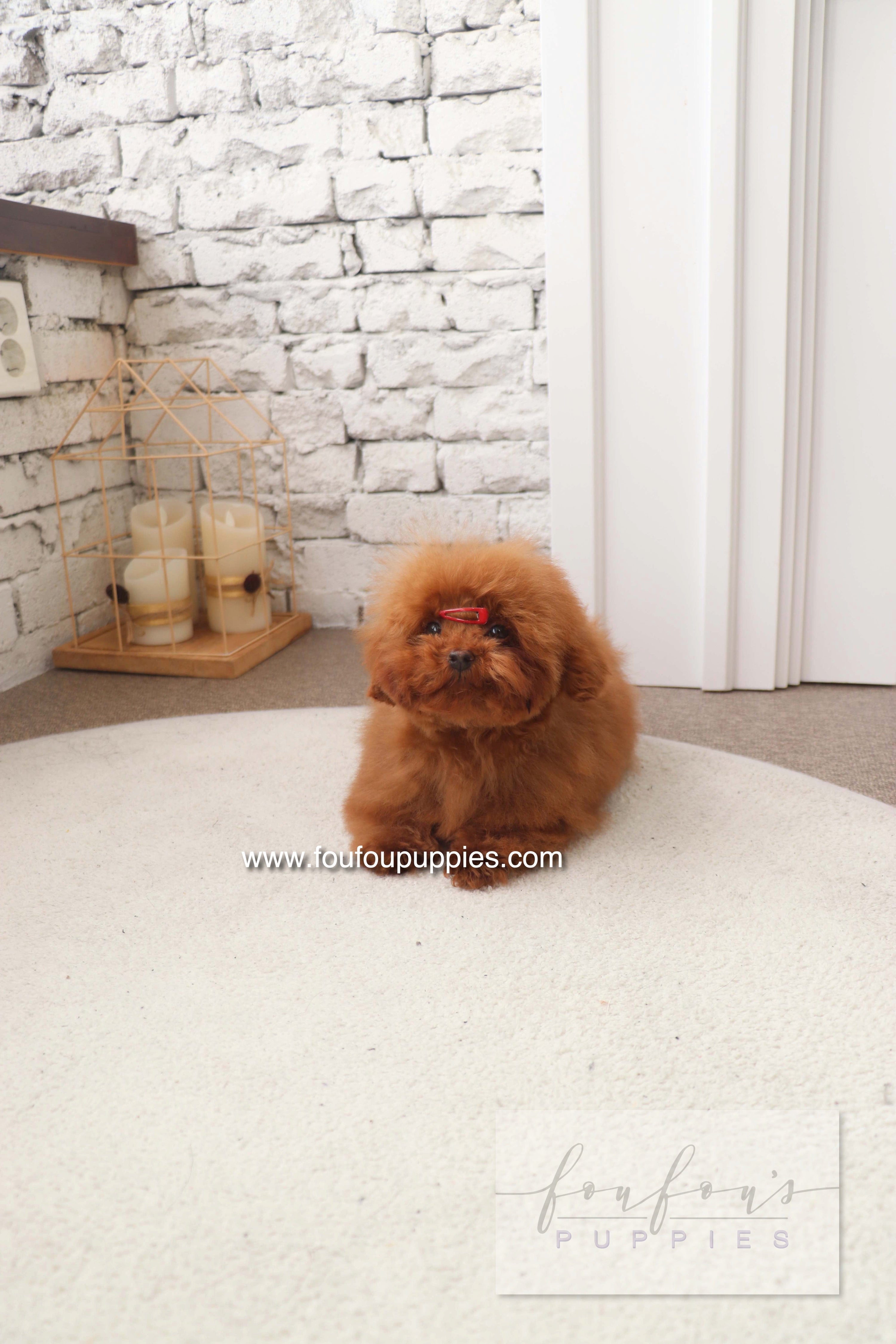 Black and White Cavapoo: Complete Guide to This Rare & Adorable Coat