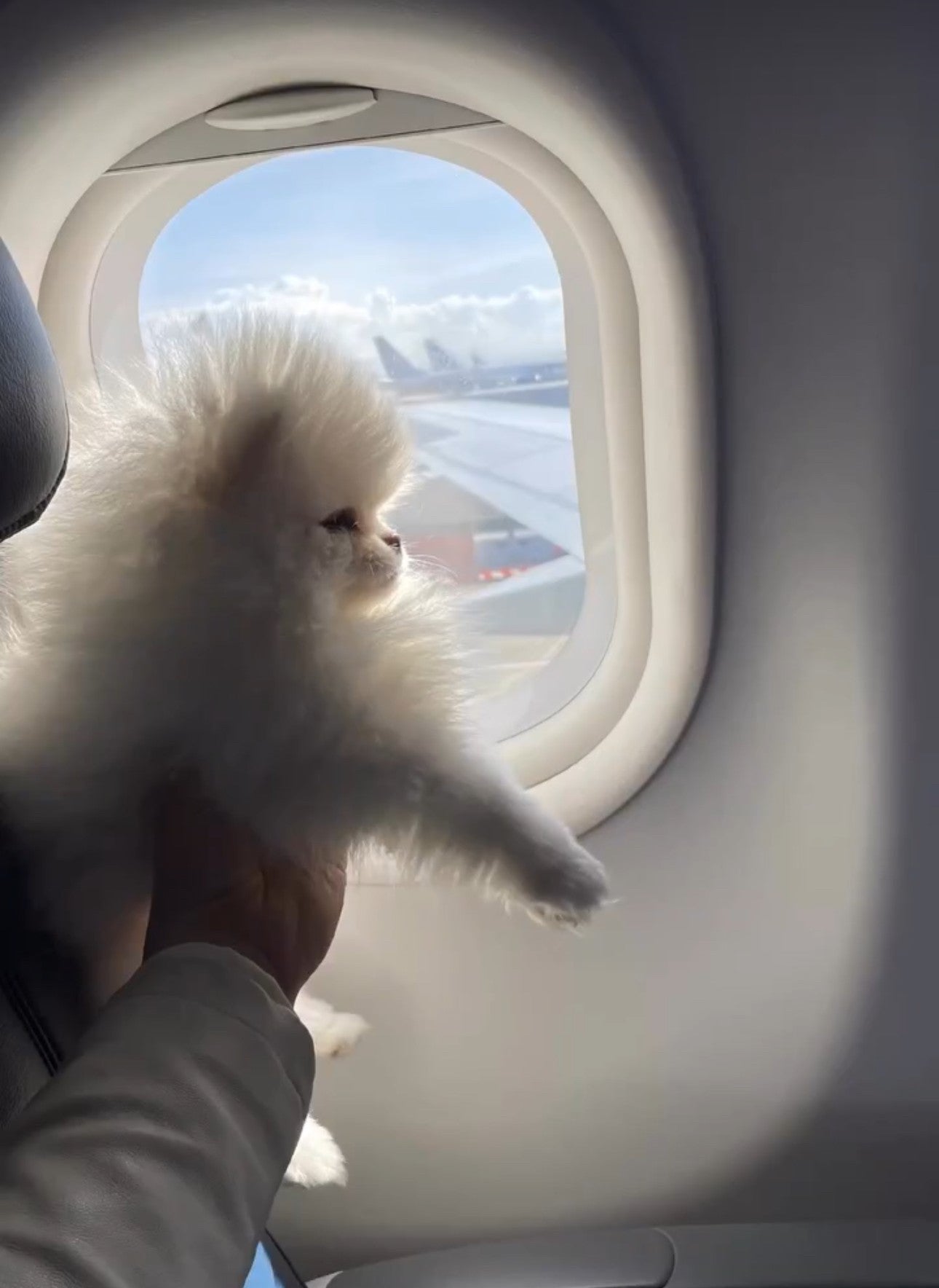 Illustration of Flying With Teacup Dogs