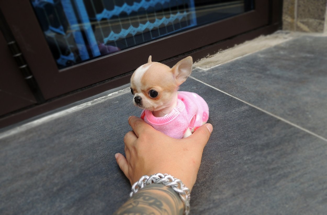 Micro Teacup Chihuahua Newborn Puppies How To Take Care Of A Teacup