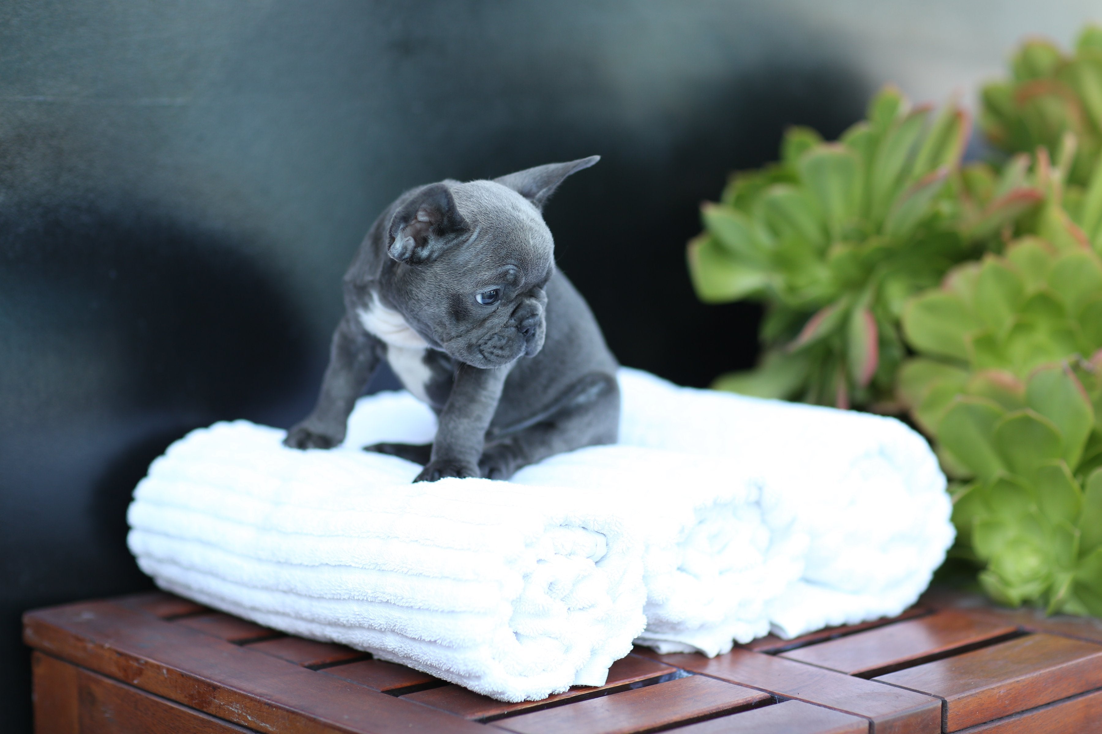 Mini French Bulldog Puppies for Sale