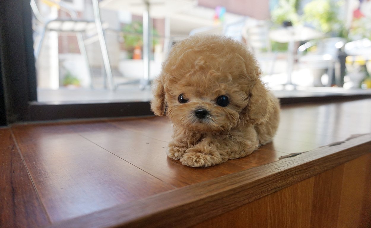 teacup poodle