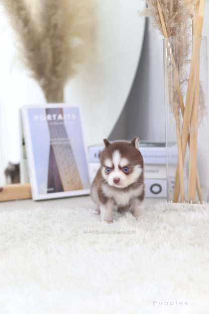 Kai- Pomsky M.