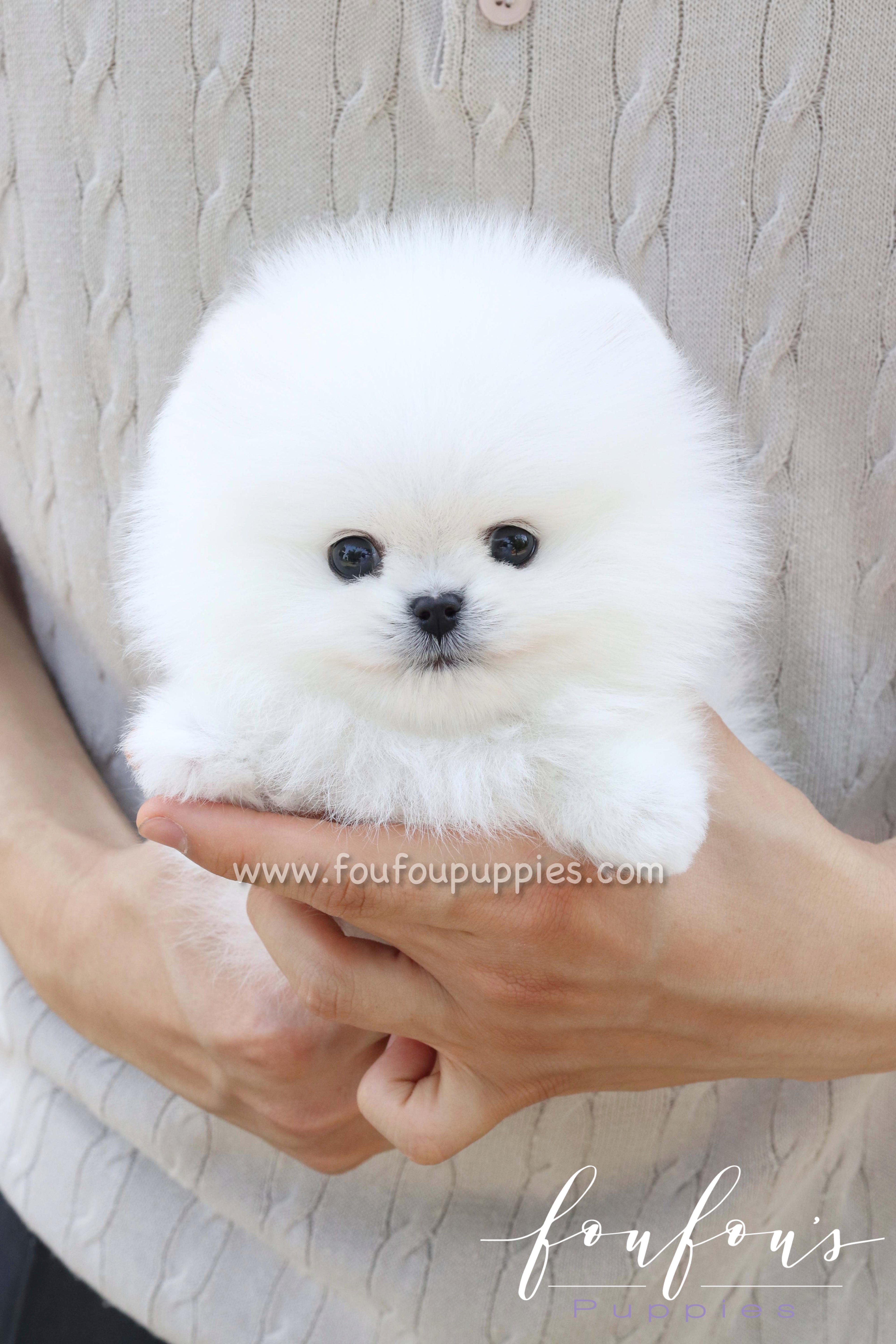 Bisou - Pomeranian F.