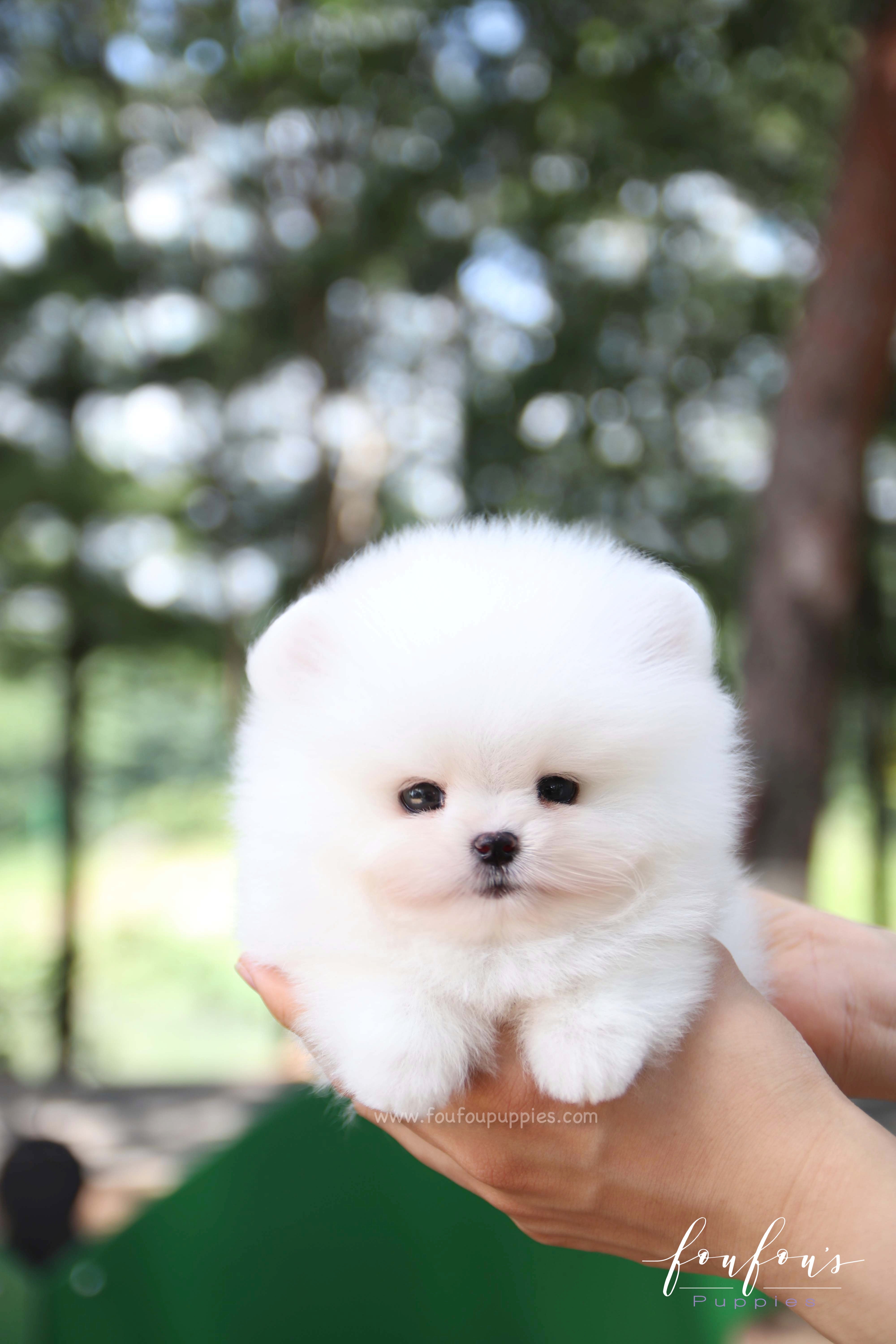 Teacup Pomeranian Puppies for Sale Micro Toy Pomsky Foufou Puppies