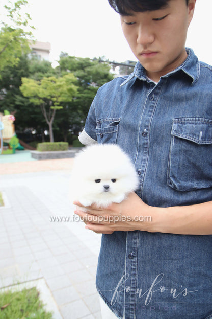 Marshmallow - Pomeranian M.