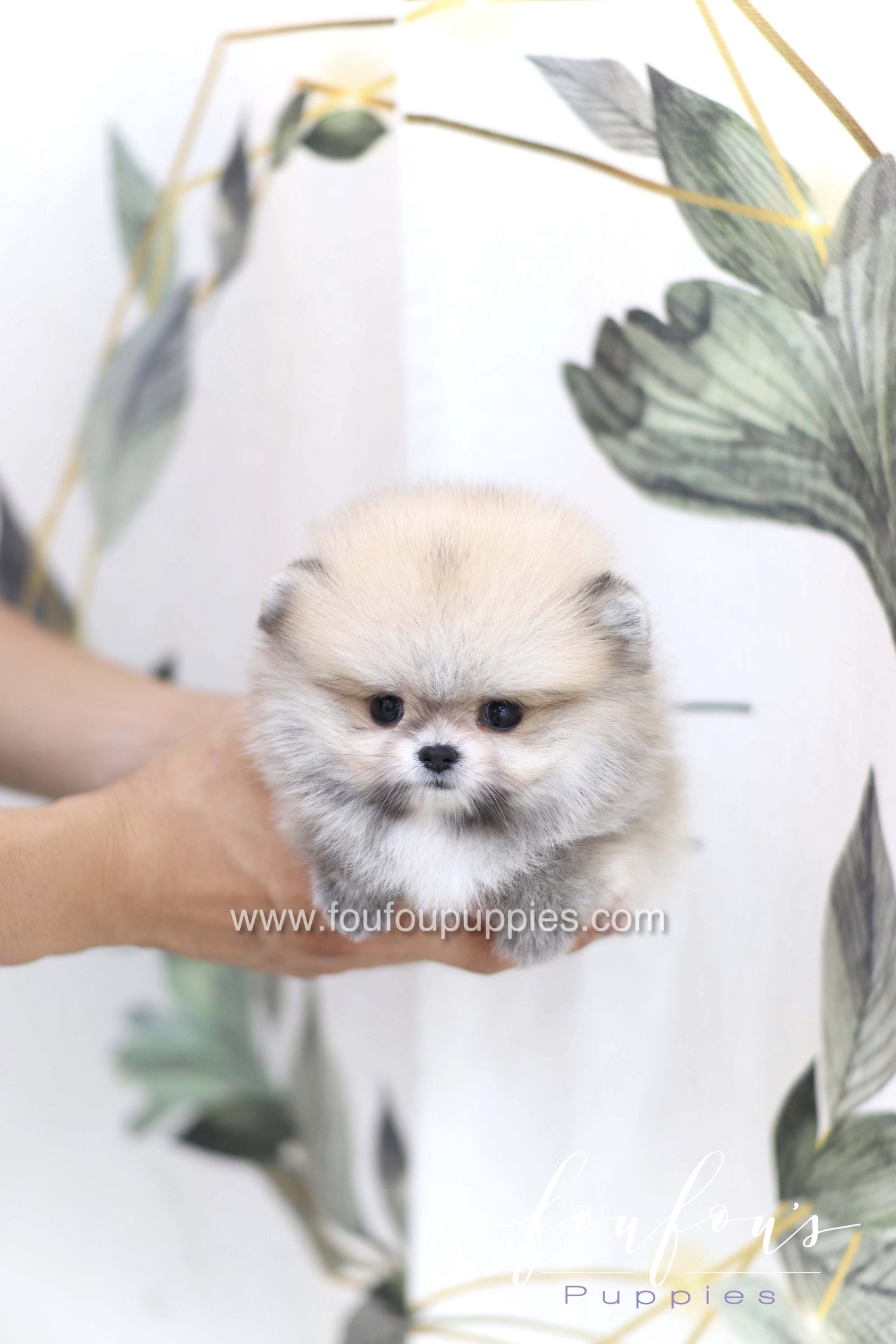 Soleil - Pomeranian F.