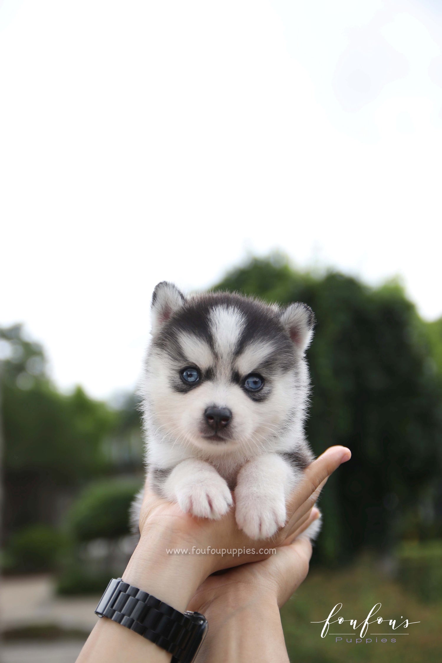 Bali - Pomsky F.