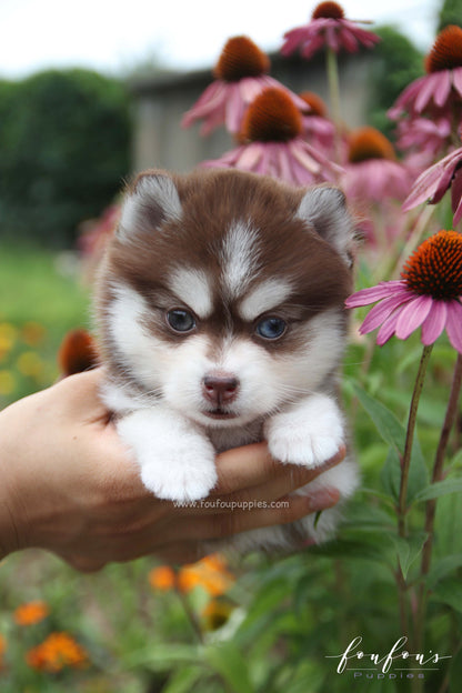 Capri - Pomsky F.