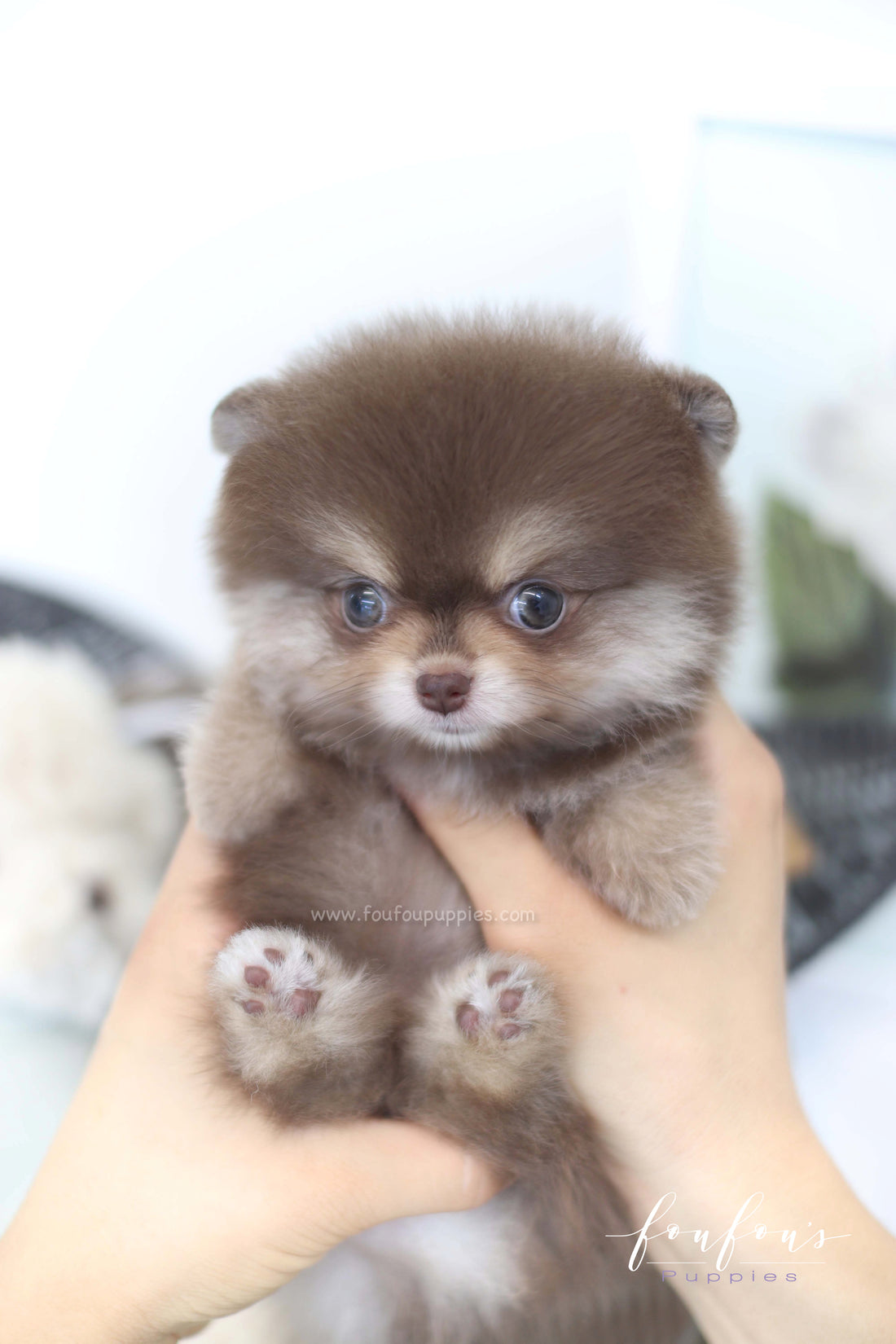 Twix - Pomeranian F.