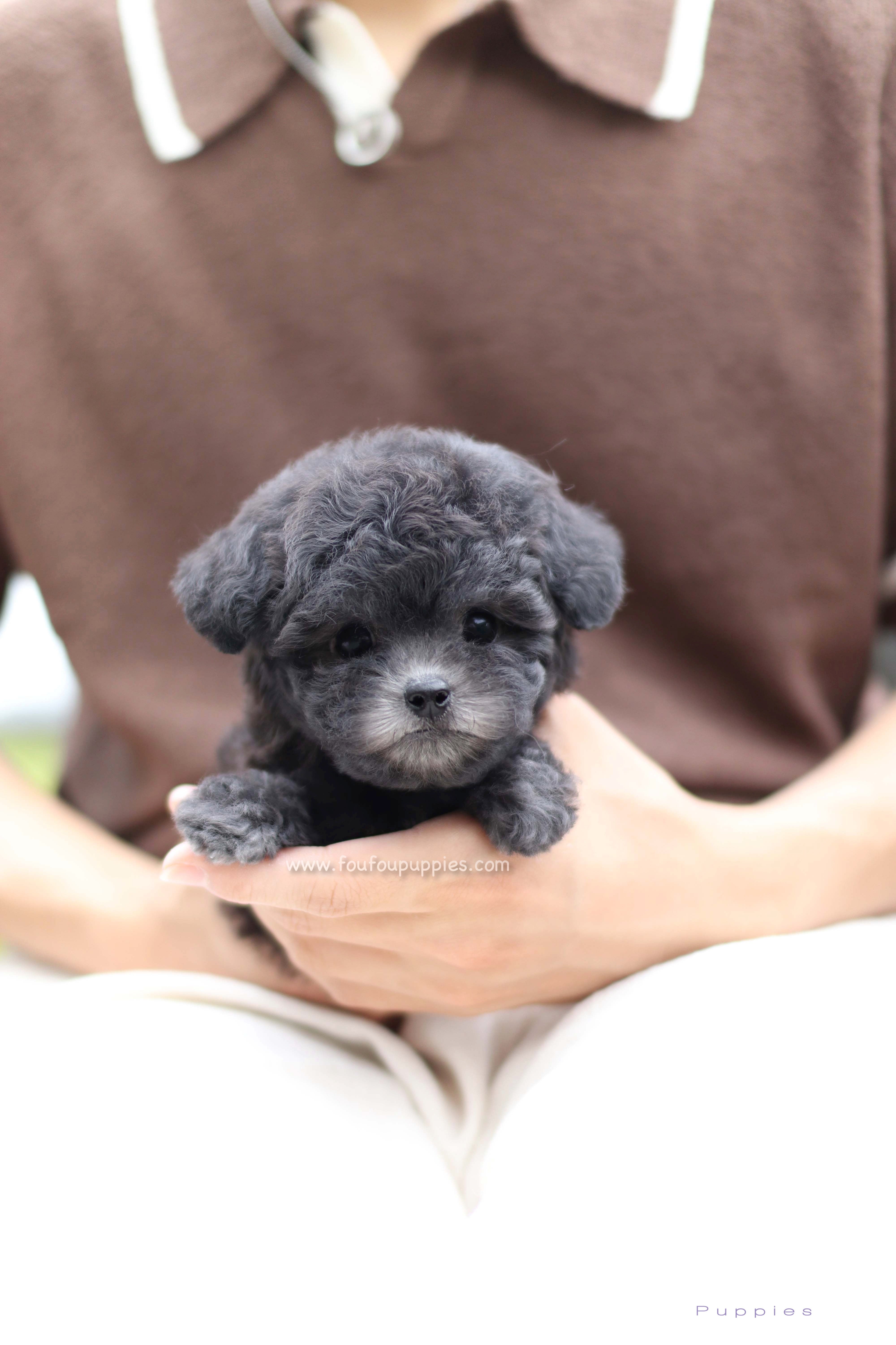 Teacup Poodles for Sale Toy Poodle Puppies Foufou Puppies