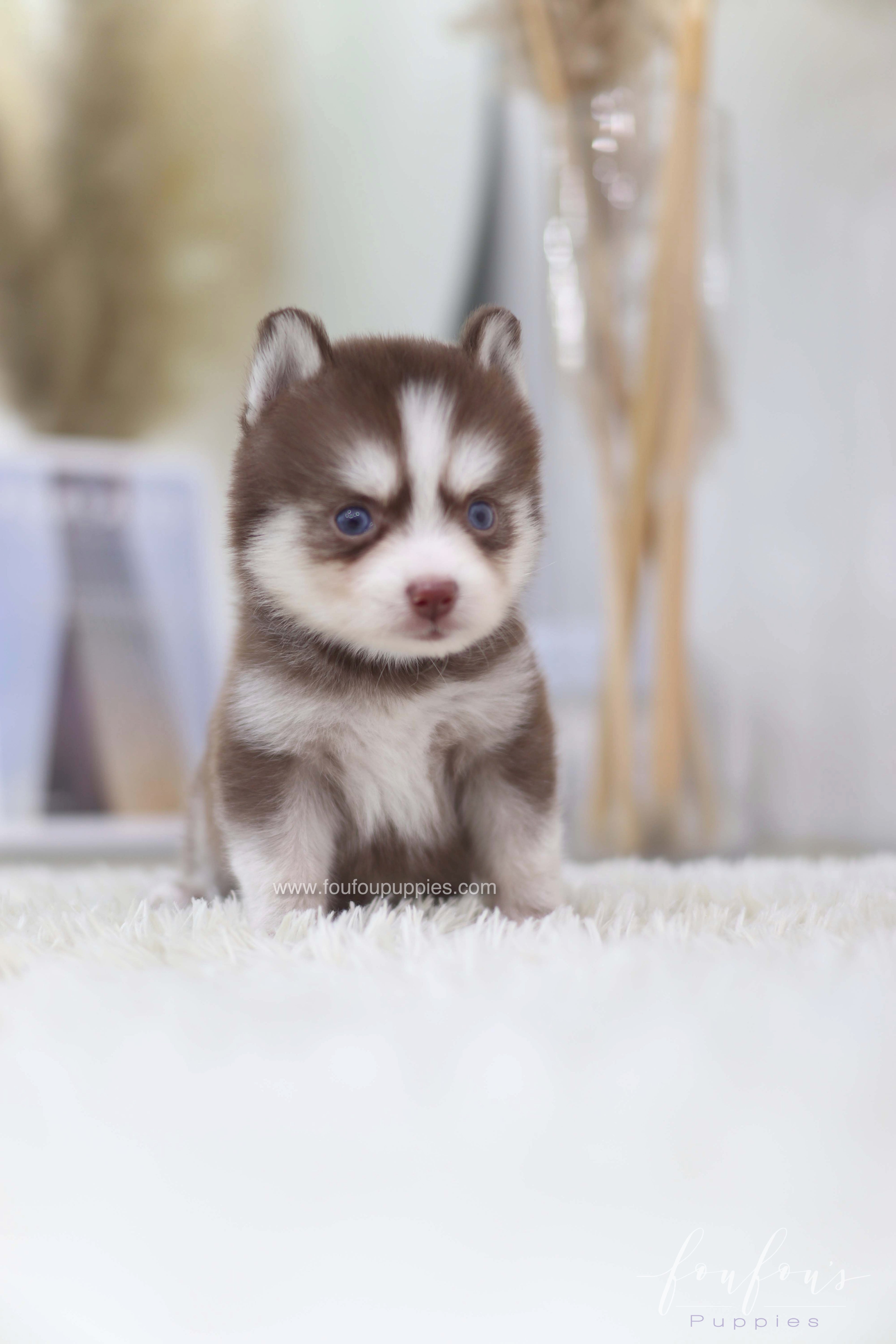 Kai- Pomsky M.