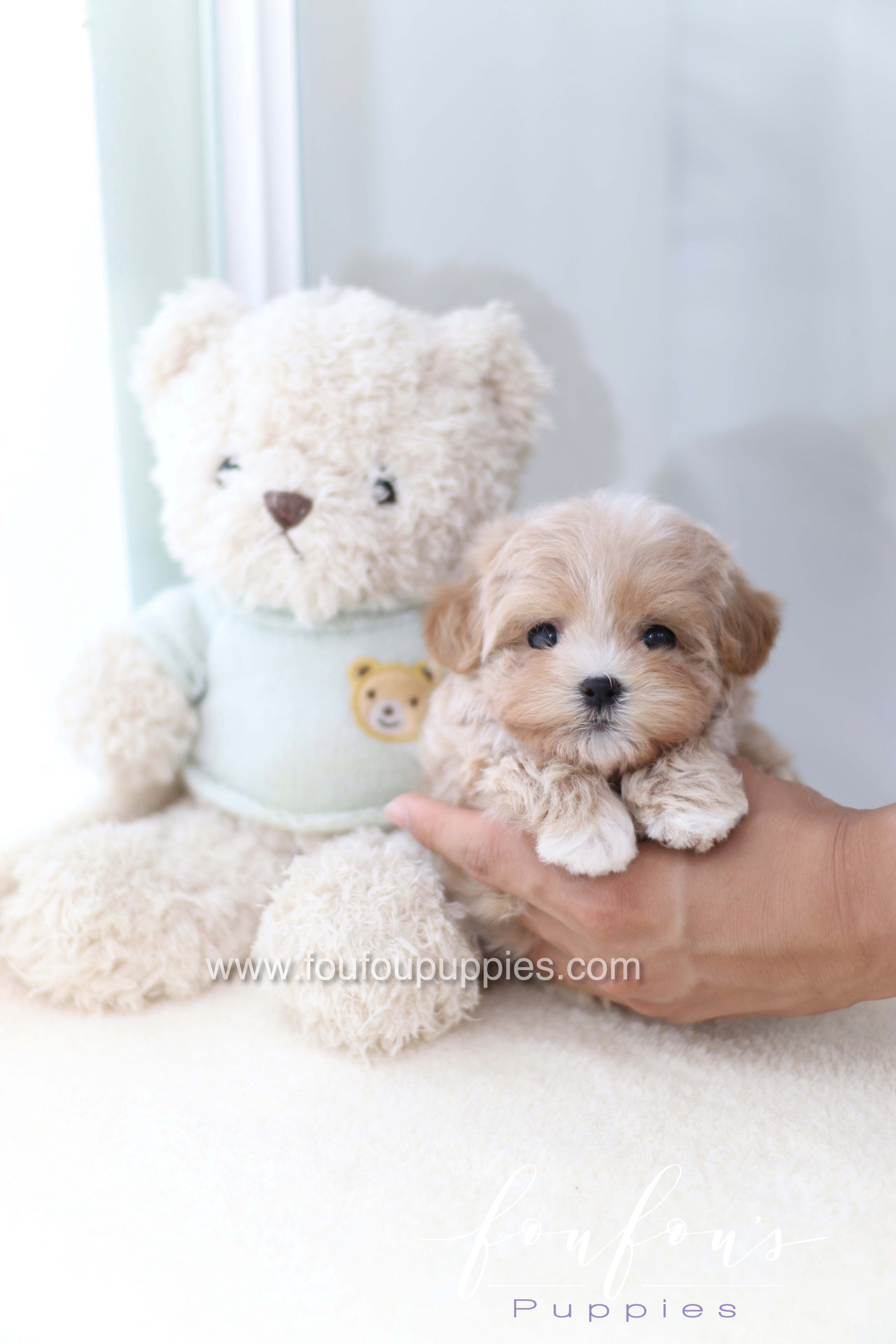 Milena - Maltipoo F.