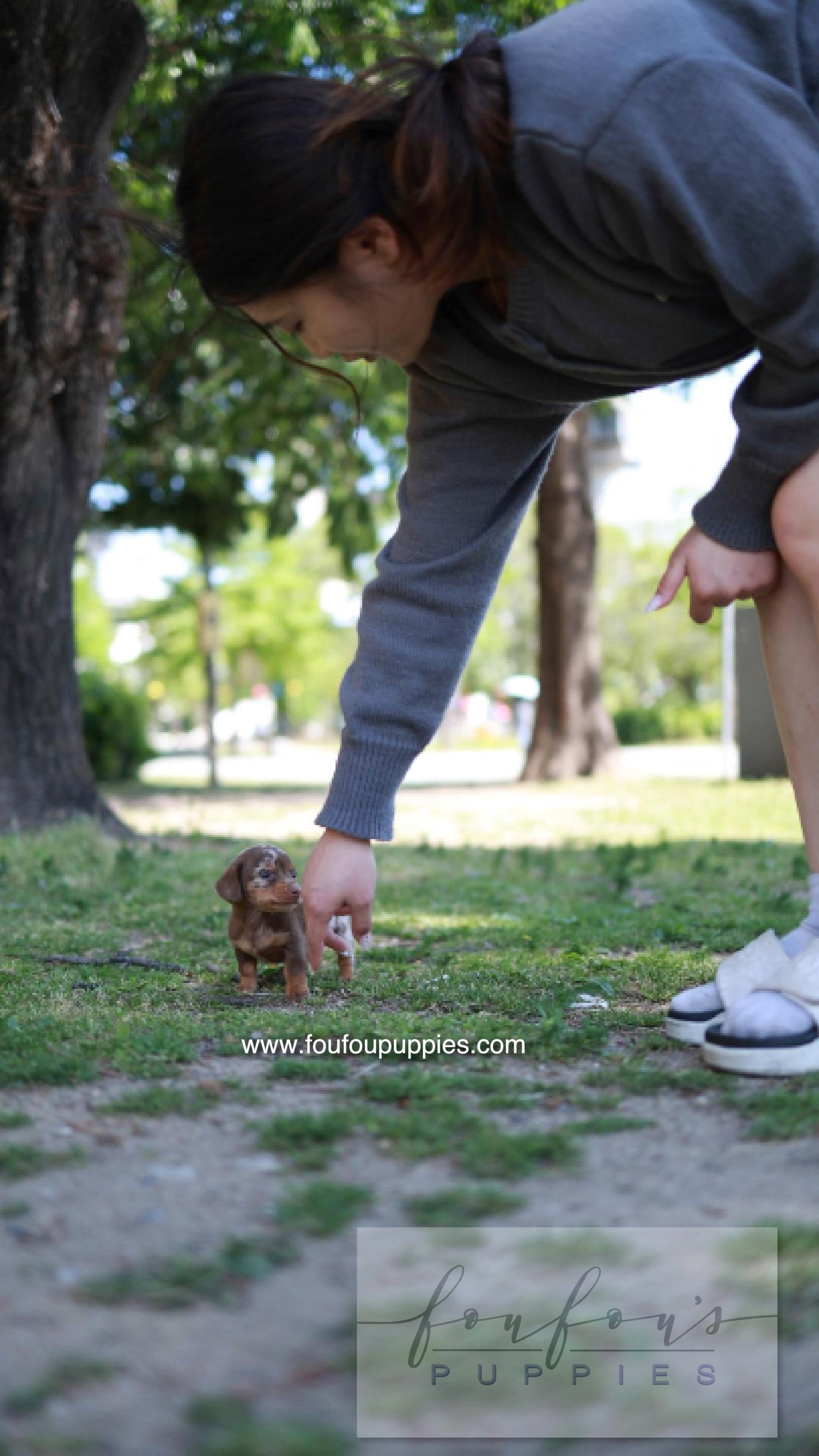 Lake - Dachshund M.