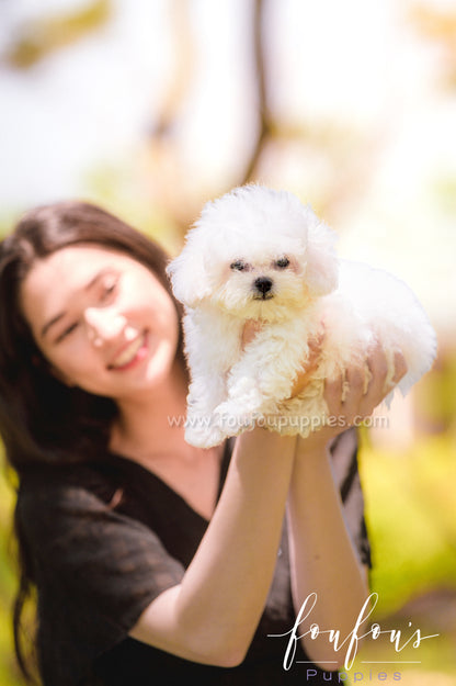 Marshmallow - Bichon M.