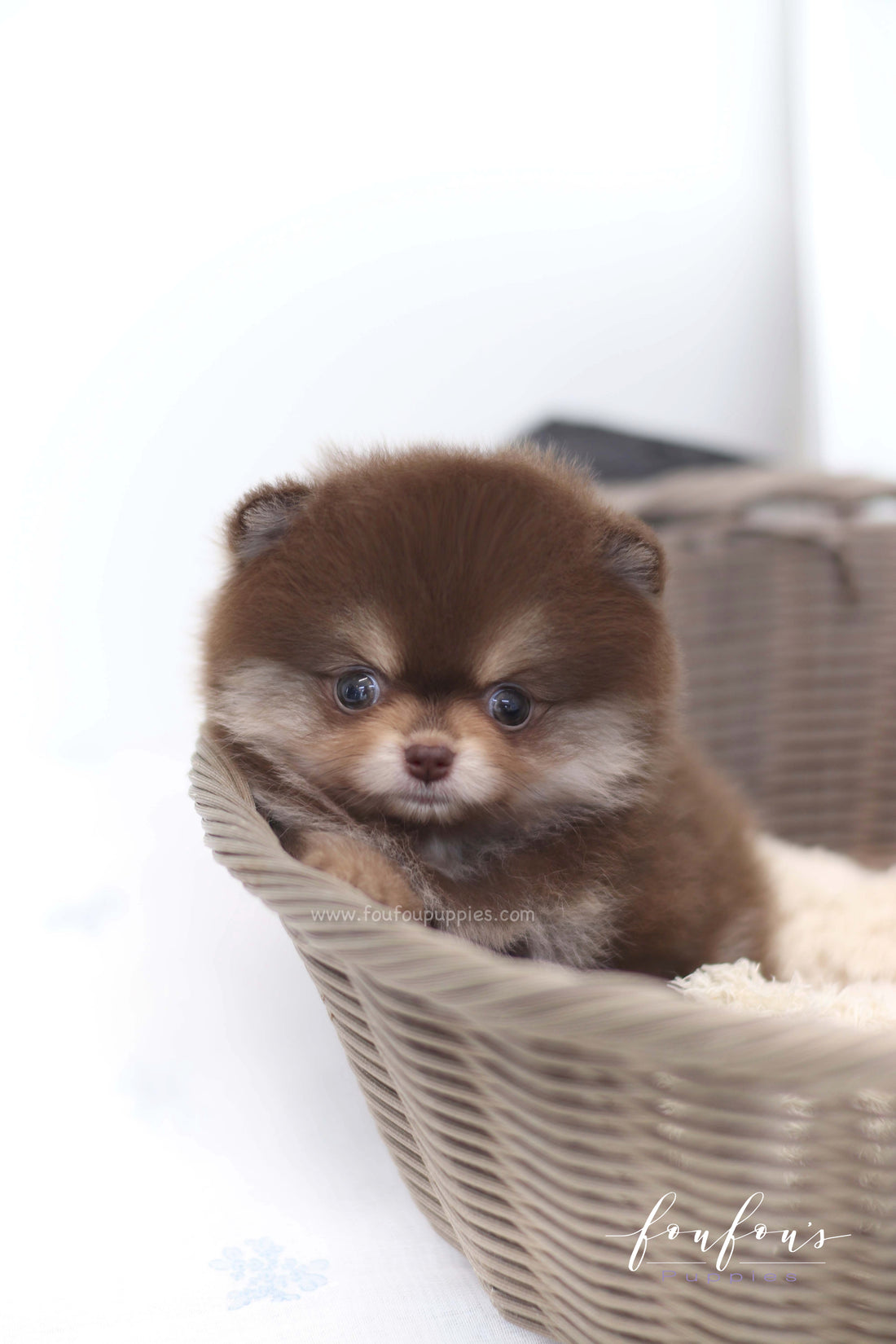 Twix - Pomeranian F.