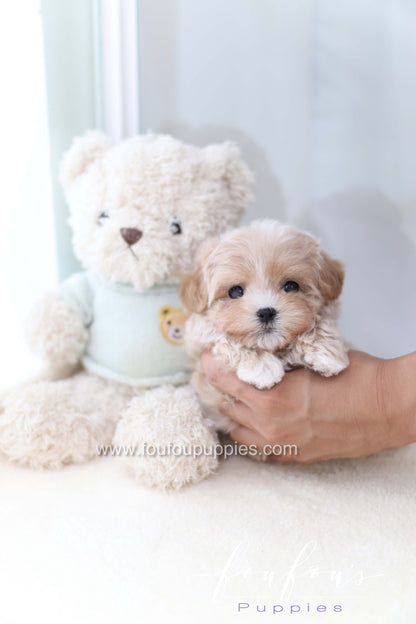 Milena - Maltipoo F.