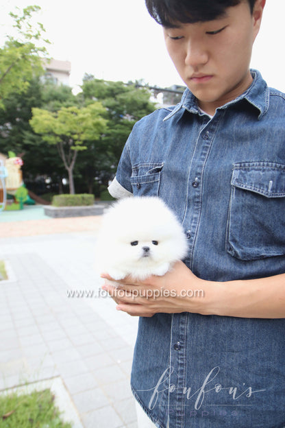 Marshmallow - Pomeranian M.