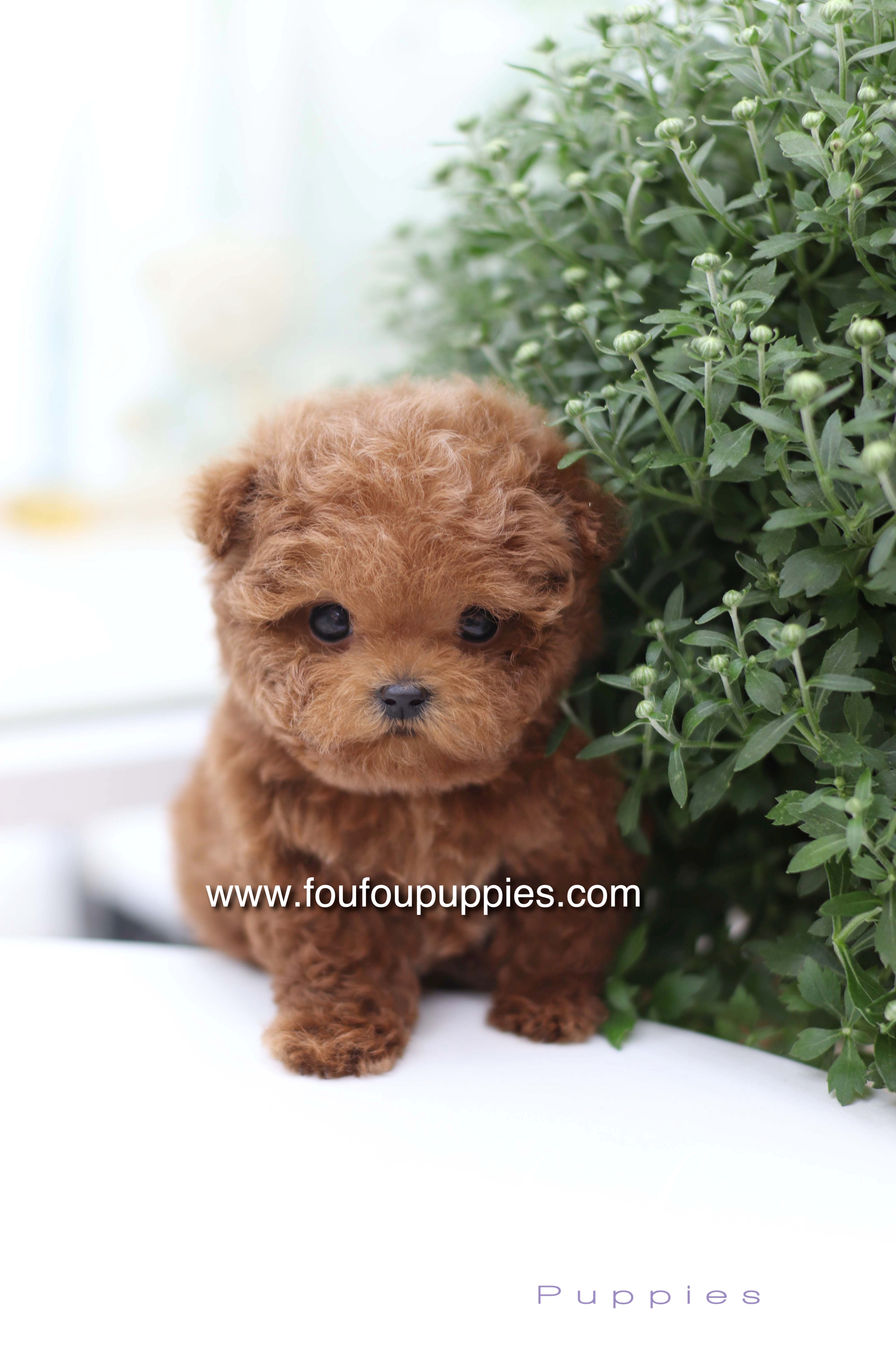 Cinnamon teacup poodle for sale best sale