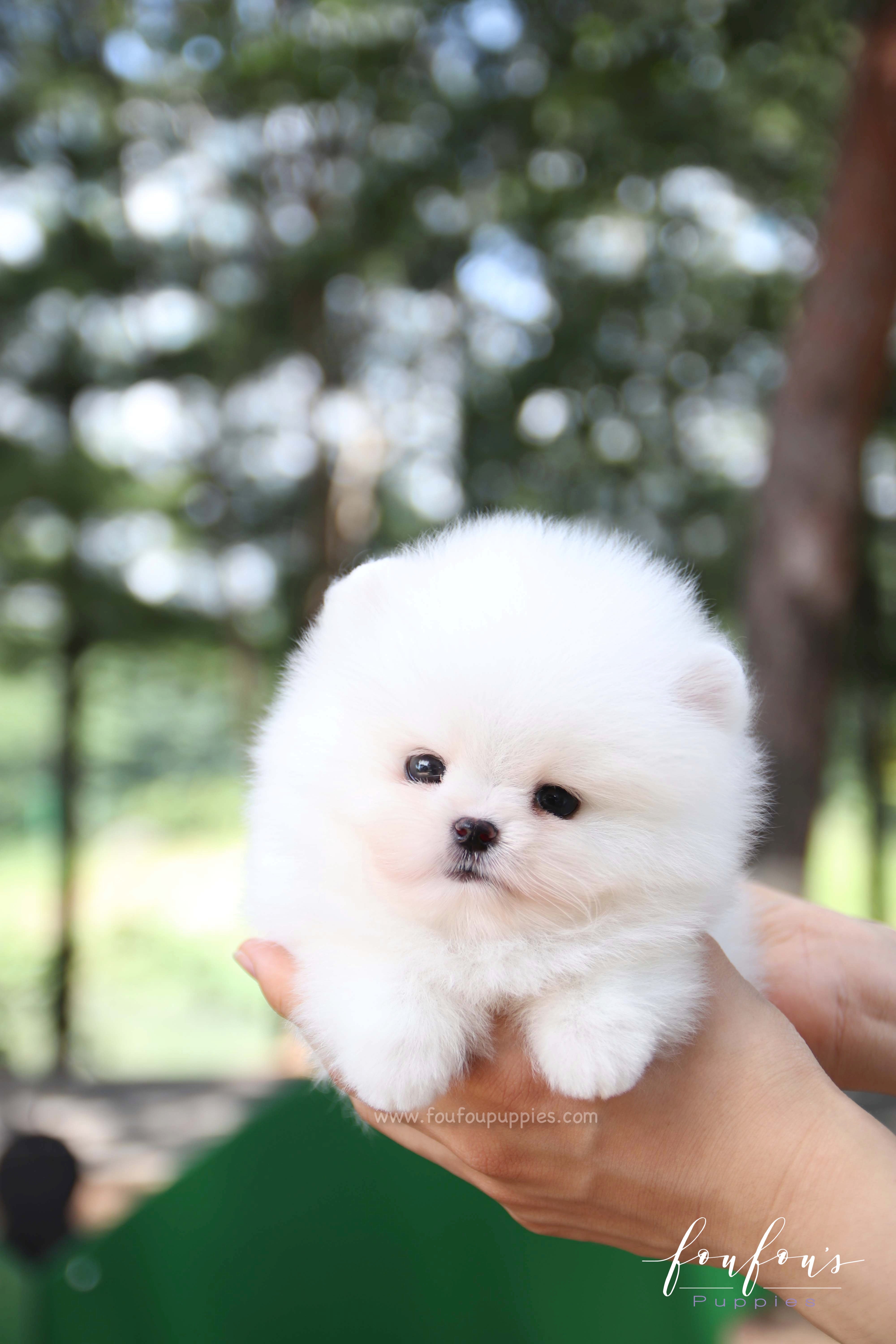 Teacup Pomeranian Puppies for Sale Micro Toy Pomsky Foufou Puppies