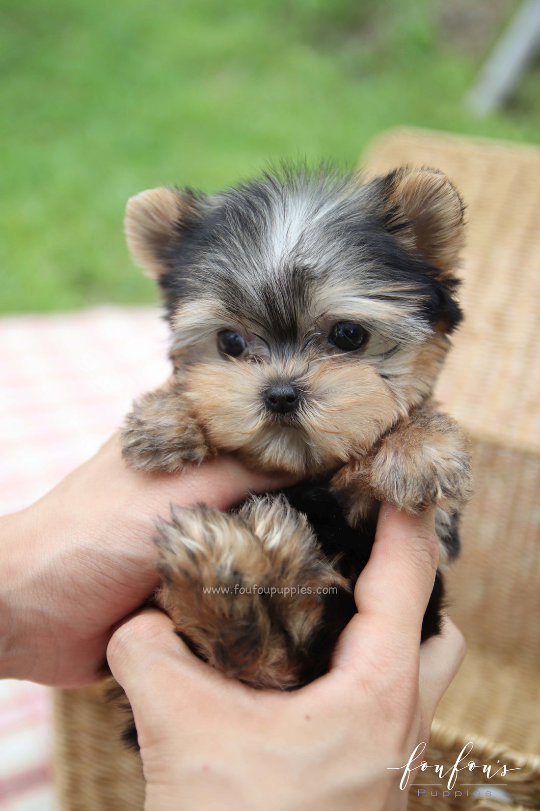 Giulia - Yorkshire Terrier F.