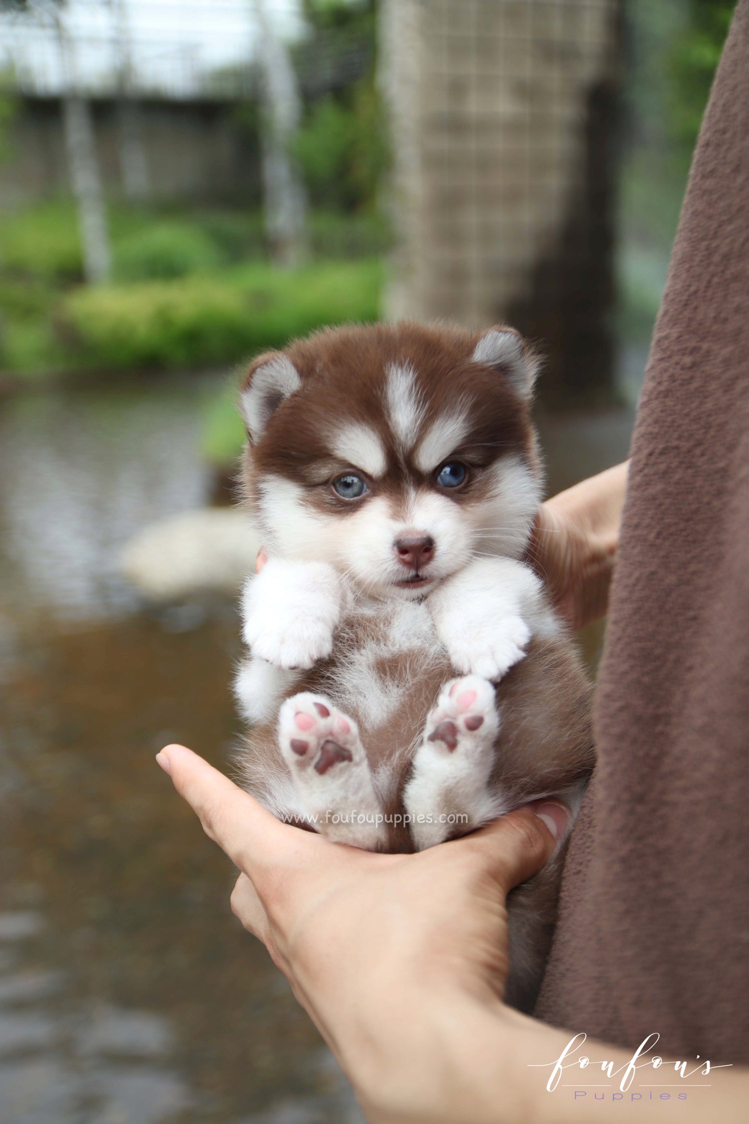 Capri - Pomsky F.