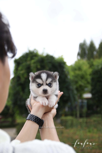 Bali - Pomsky F.