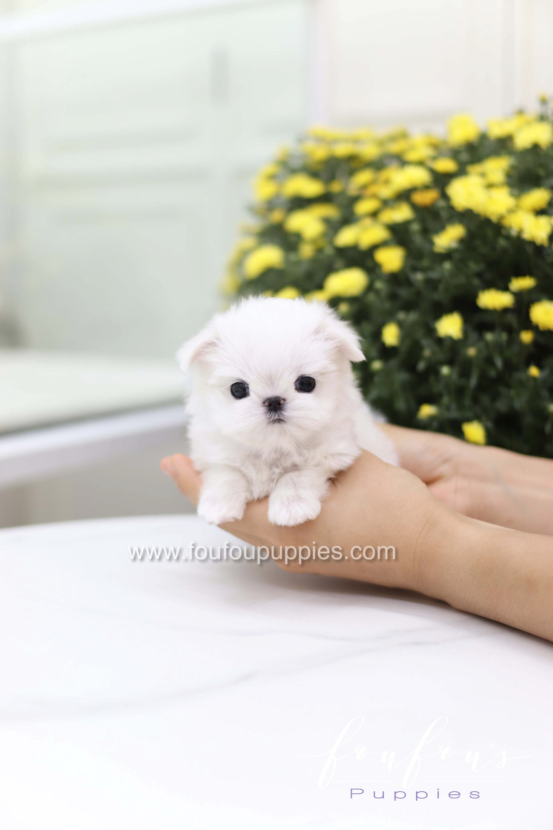 Teeny - Maltese F.