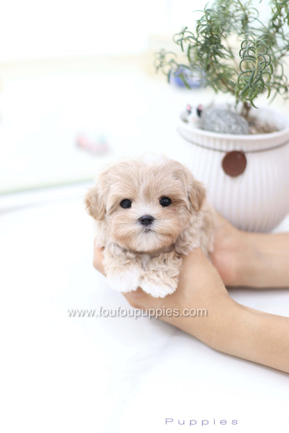 Milena - Maltipoo F.