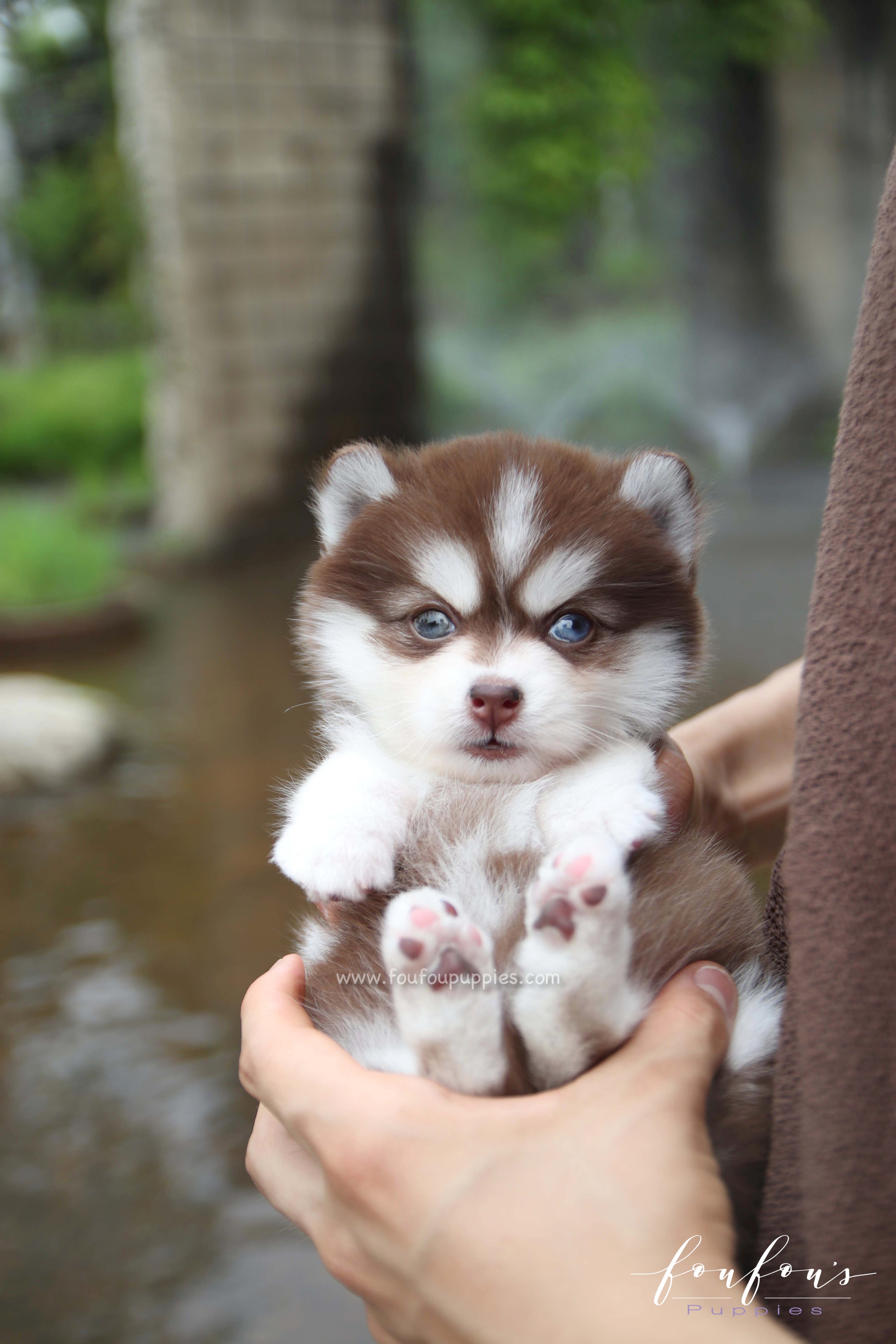 Capri - Pomsky F.