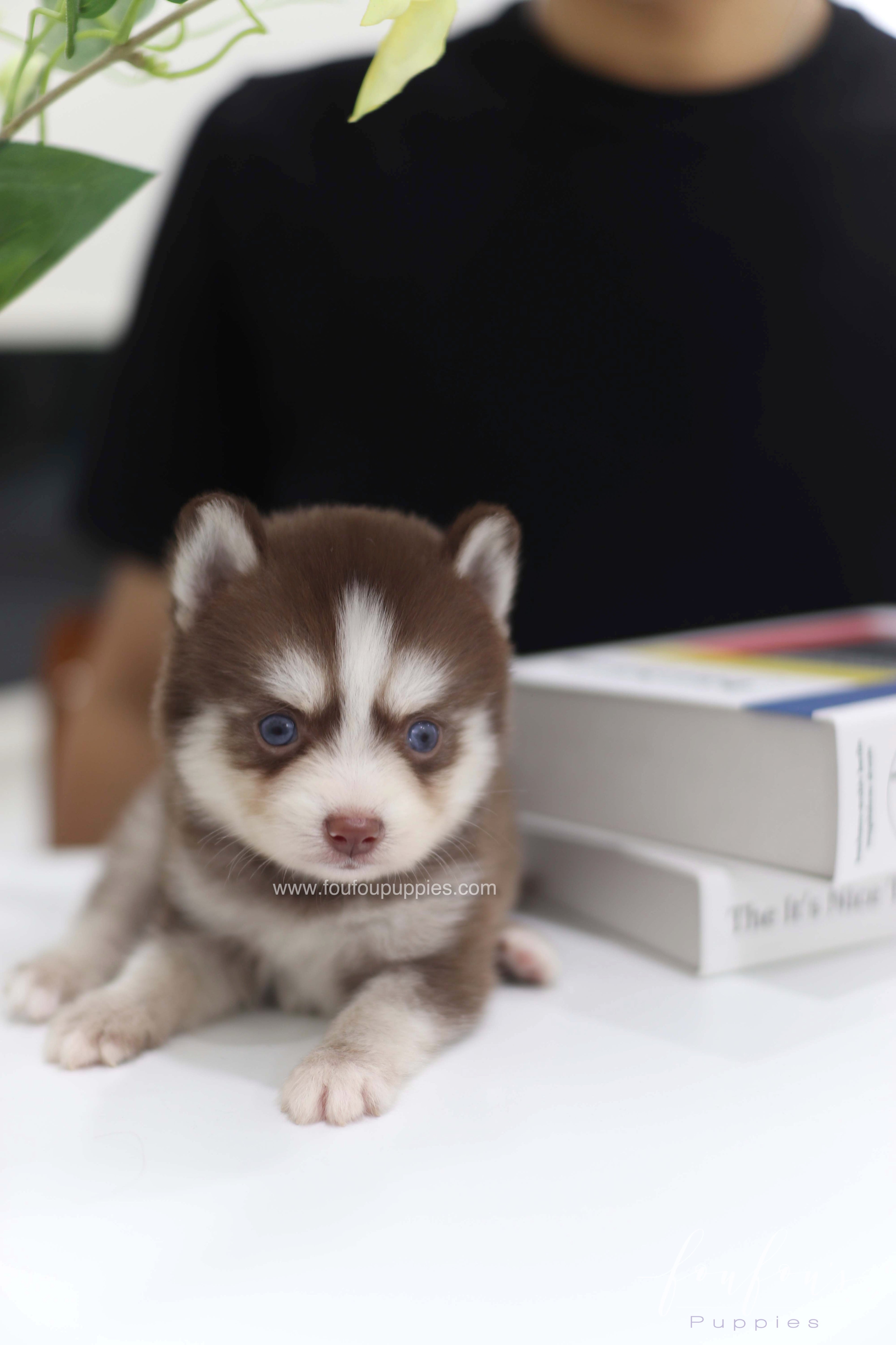 Kai- Pomsky M.