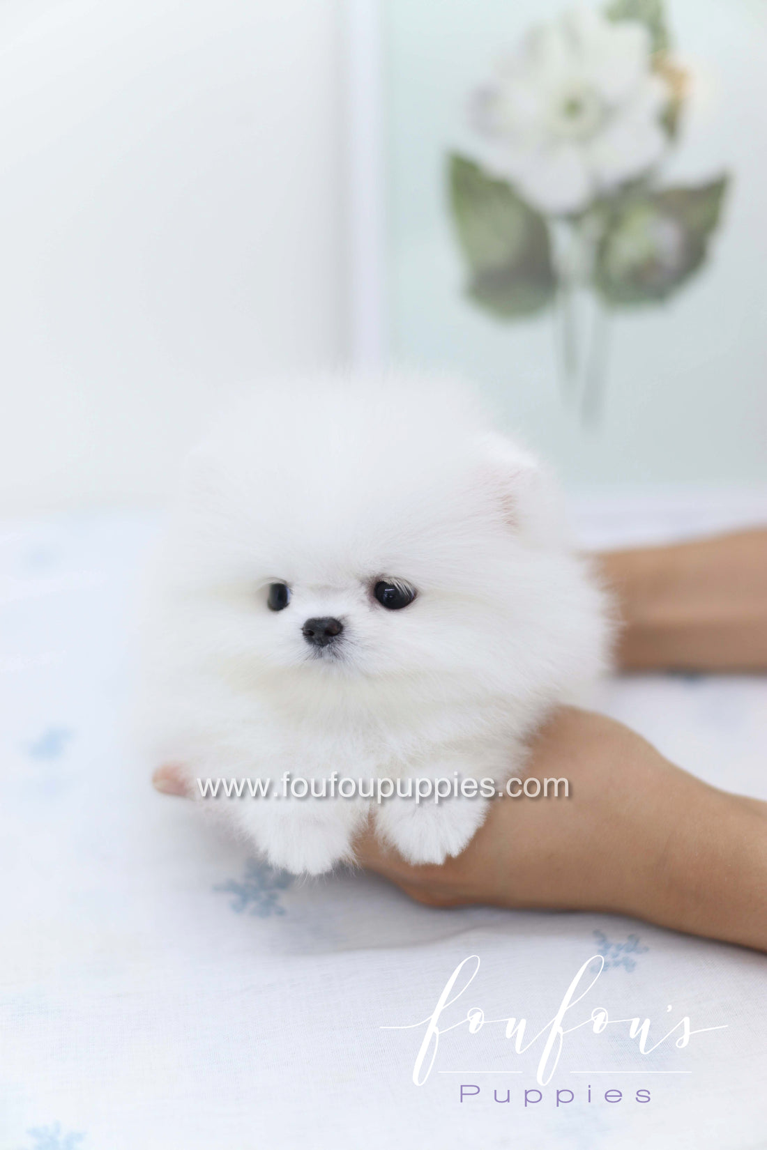 Boo - Pomeranian M.