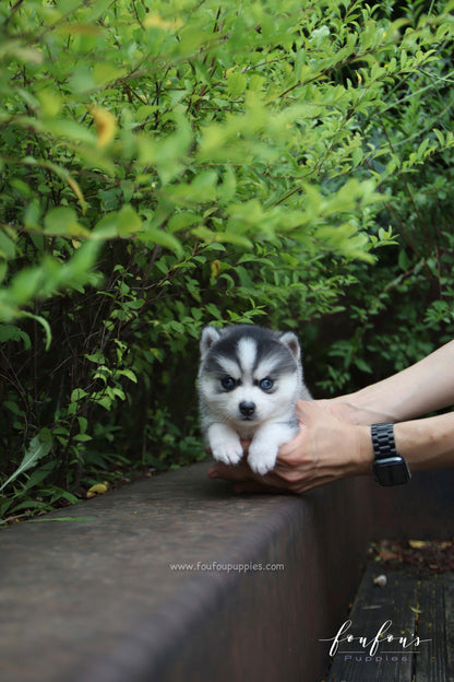 Bali - Pomsky F.