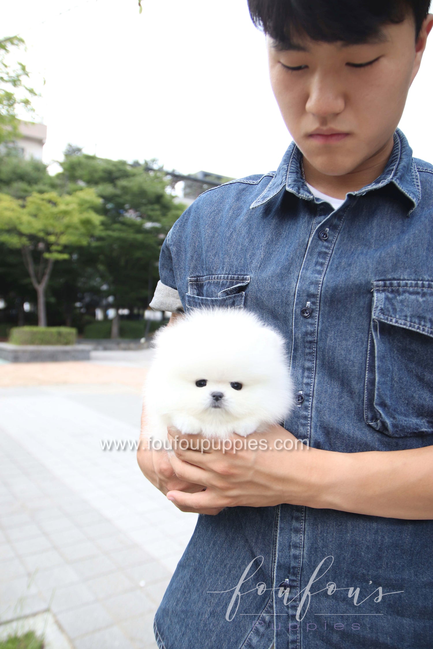 Marshmallow - Pomeranian M.