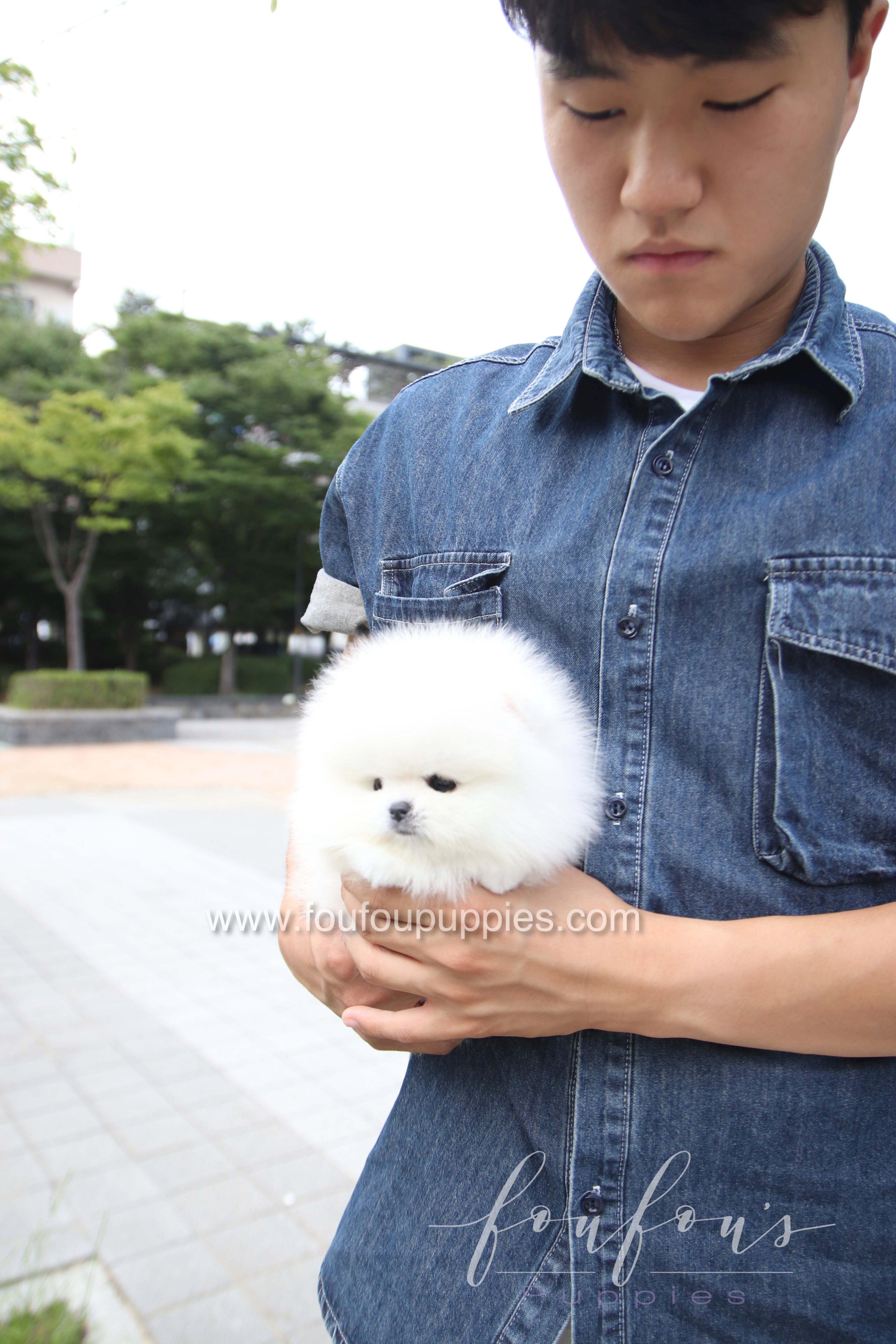 Marshmallow - Pomeranian M.