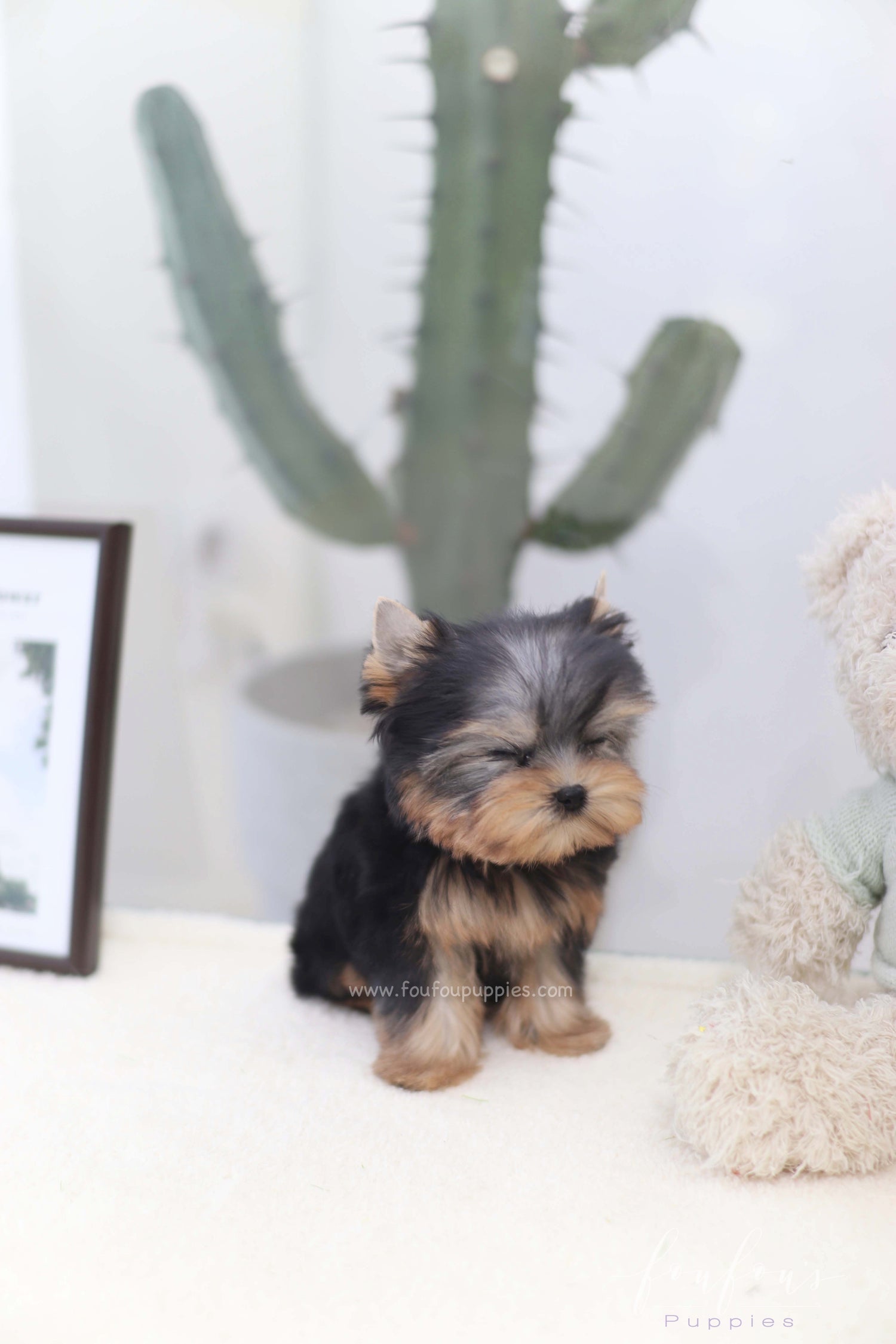 Tinker - Yorkshire Terrier F.