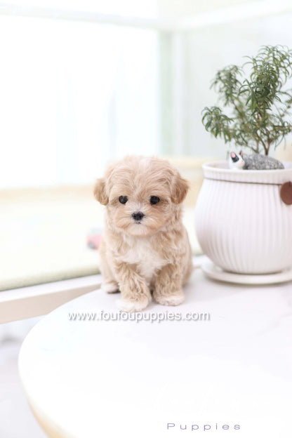 Milena - Maltipoo F.