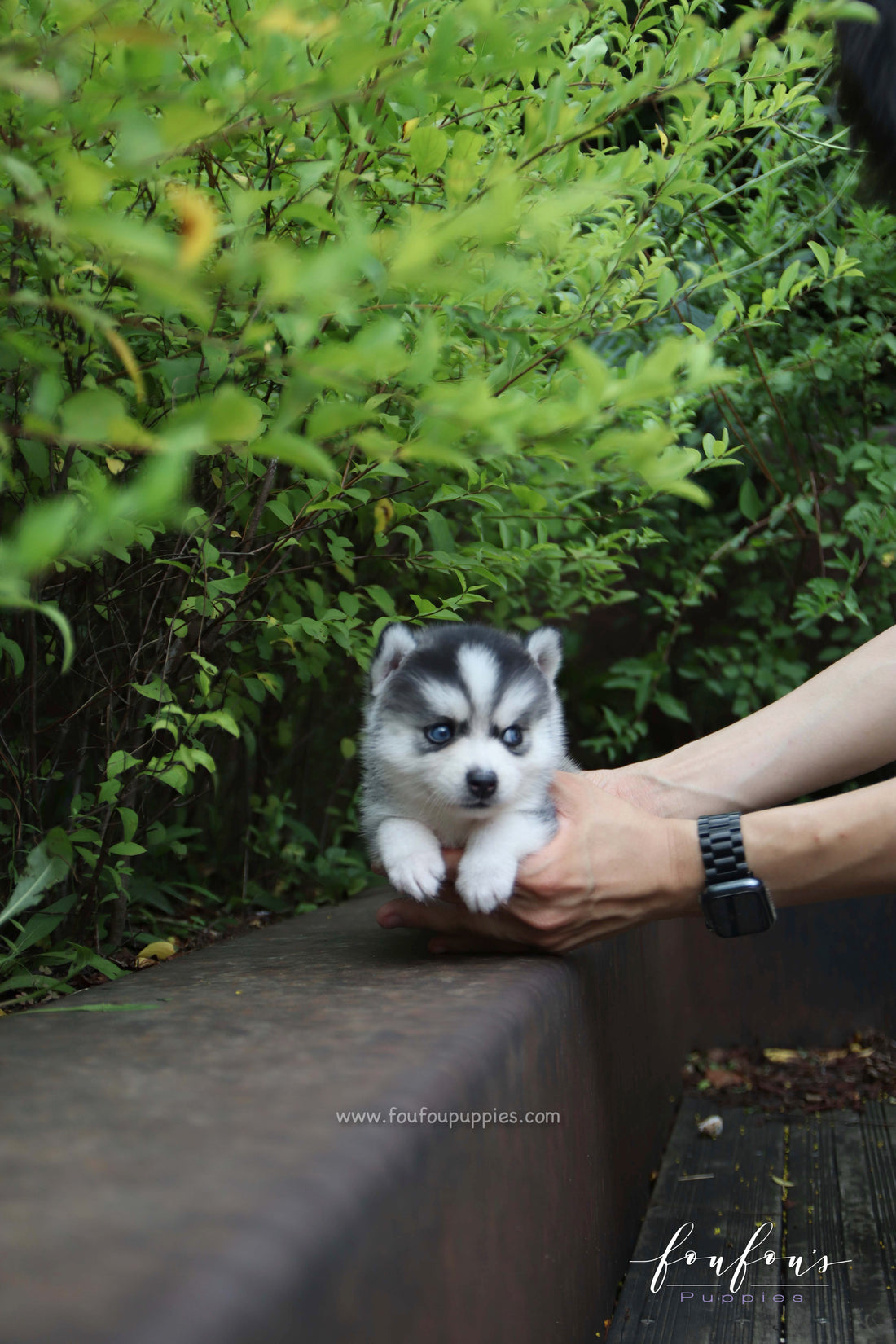 Bali - Pomsky F.