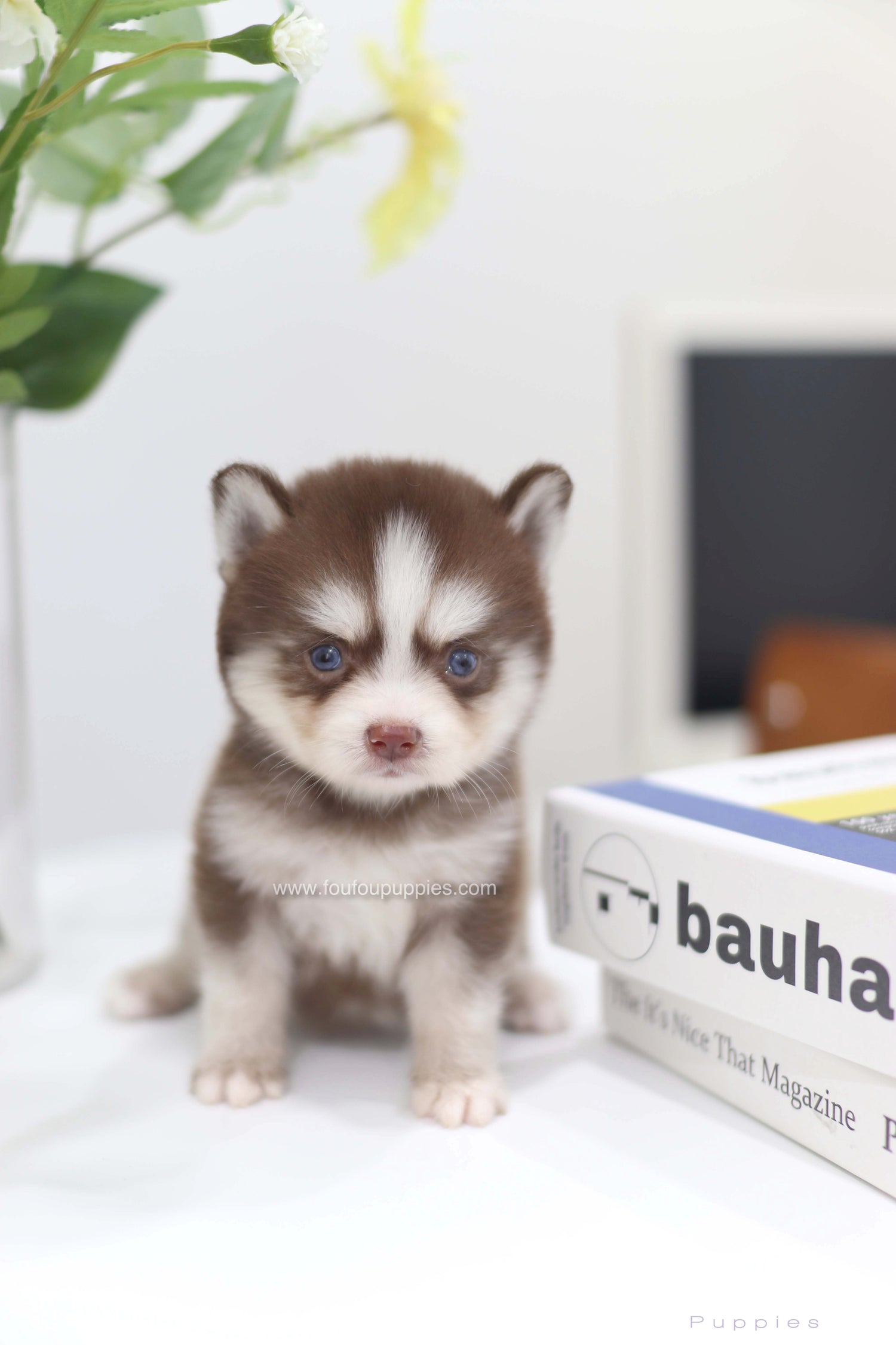 Kai- Pomsky M.