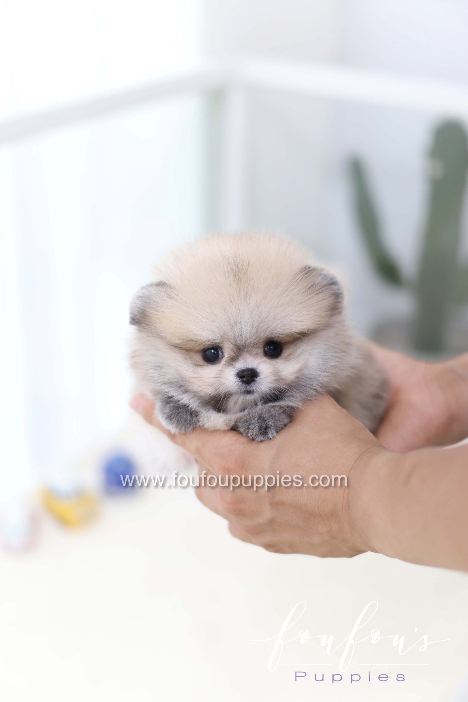 Soleil - Pomeranian F.