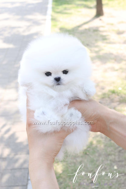 Bisou - Pomeranian F.